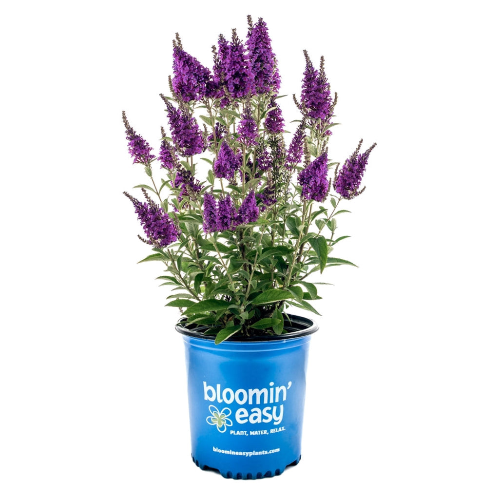 Birthday Cake® Butterfly Bush - Cheeky Garden