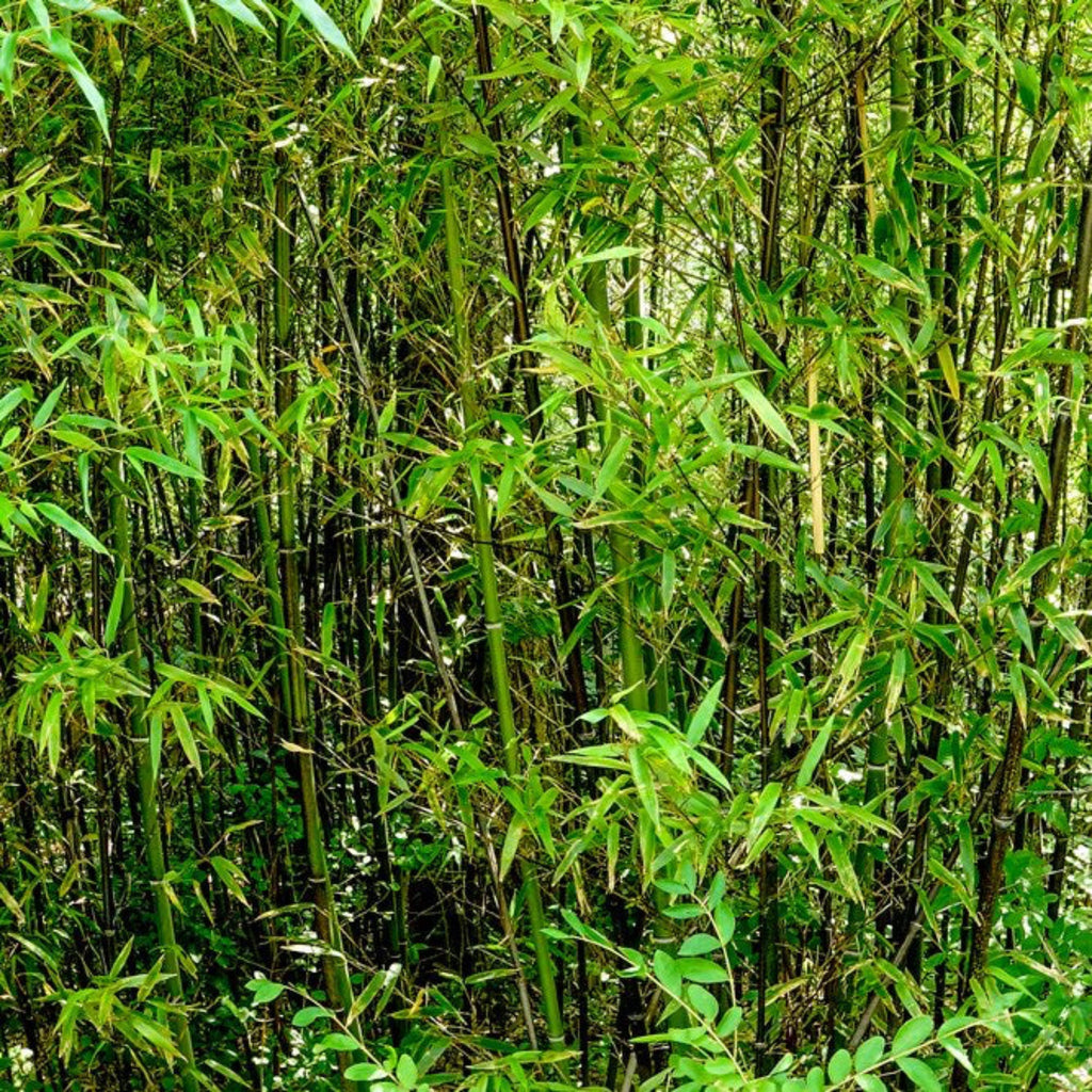 Black Bamboo - Cheeky Garden