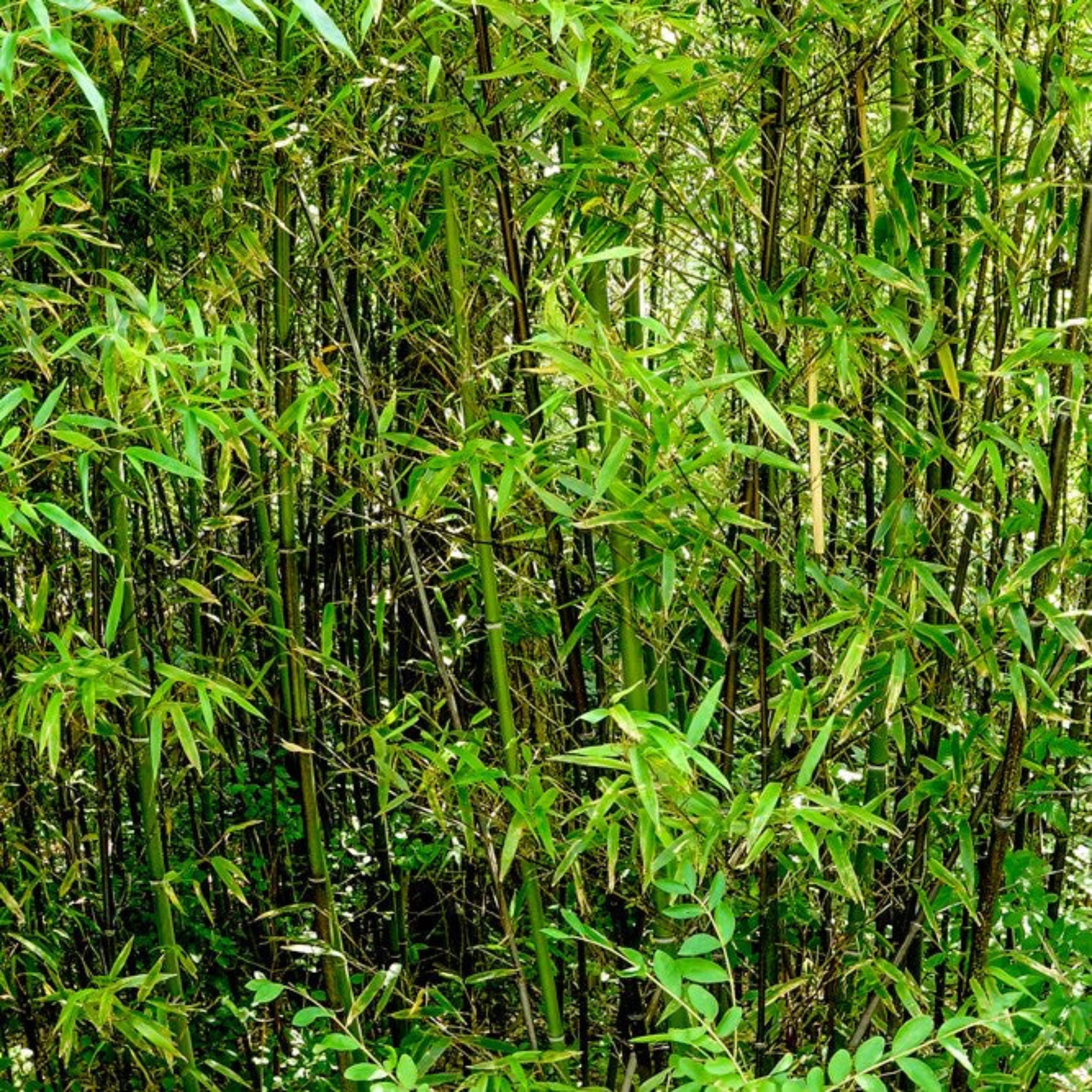 Black Bamboo - Cheeky Garden