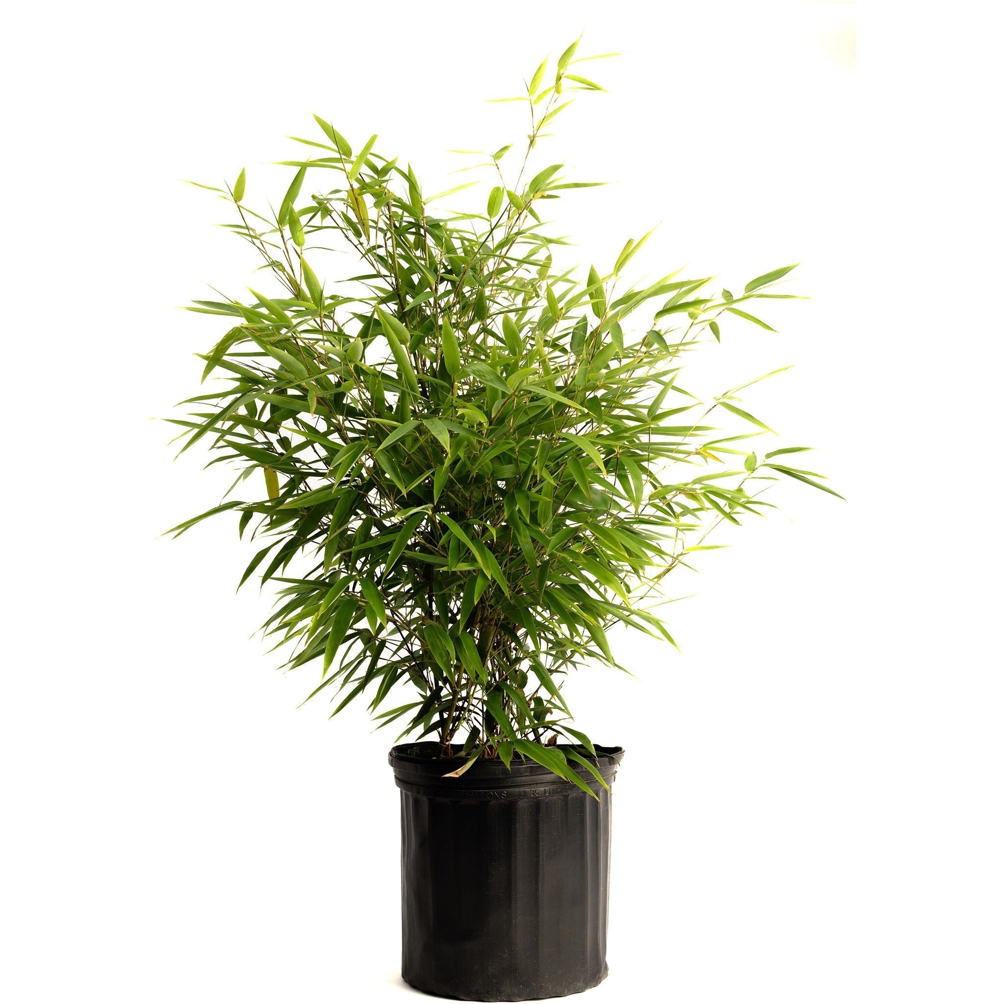 Black Bamboo - Cheeky Garden
