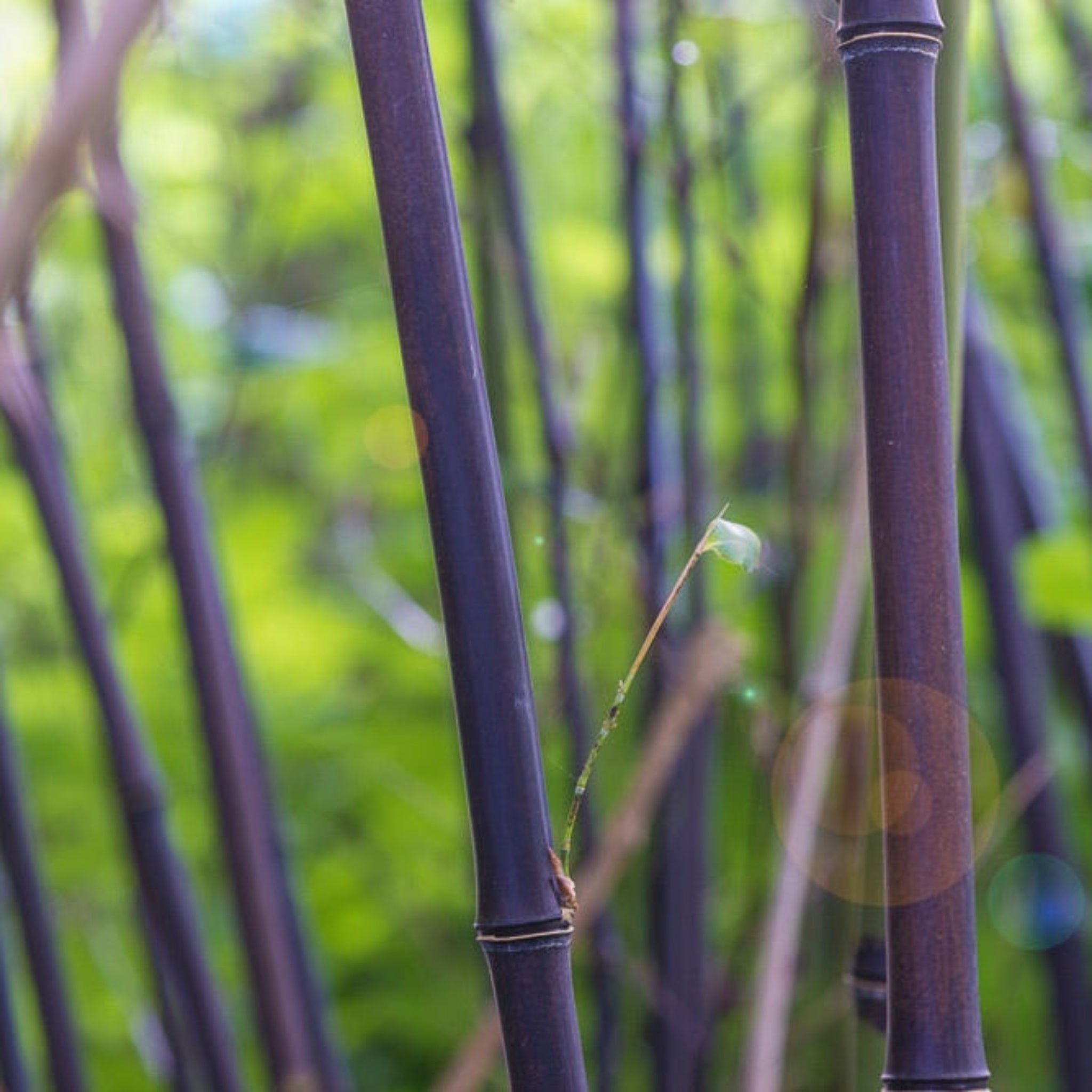 Black Bamboo - Cheeky Garden