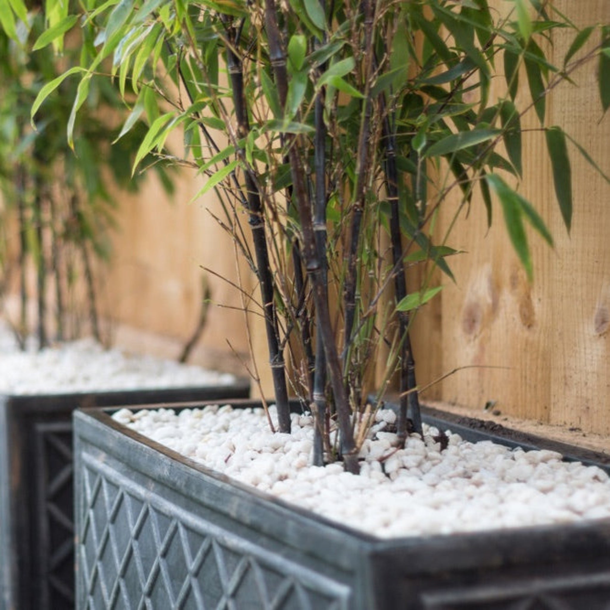 Black Bamboo - Cheeky Garden