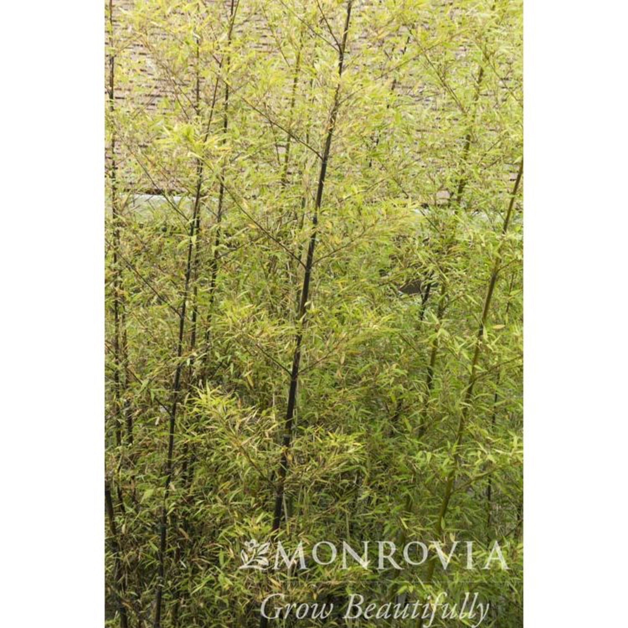 Black Bamboo - Cheeky Garden