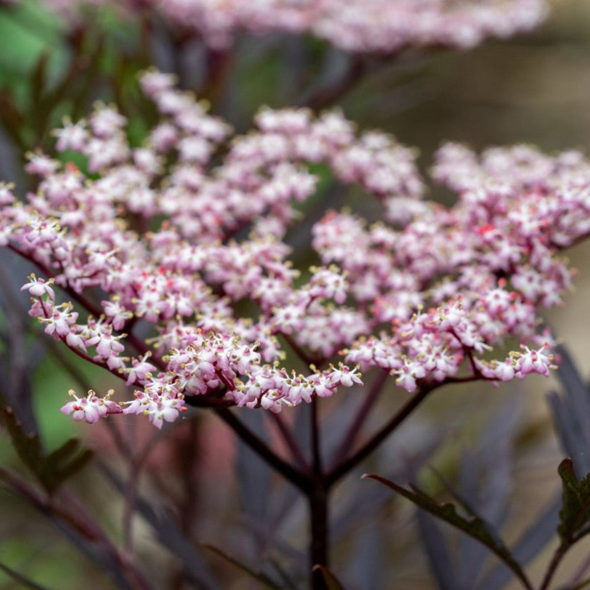 Black Beauty® Elderberry - Cheeky Garden