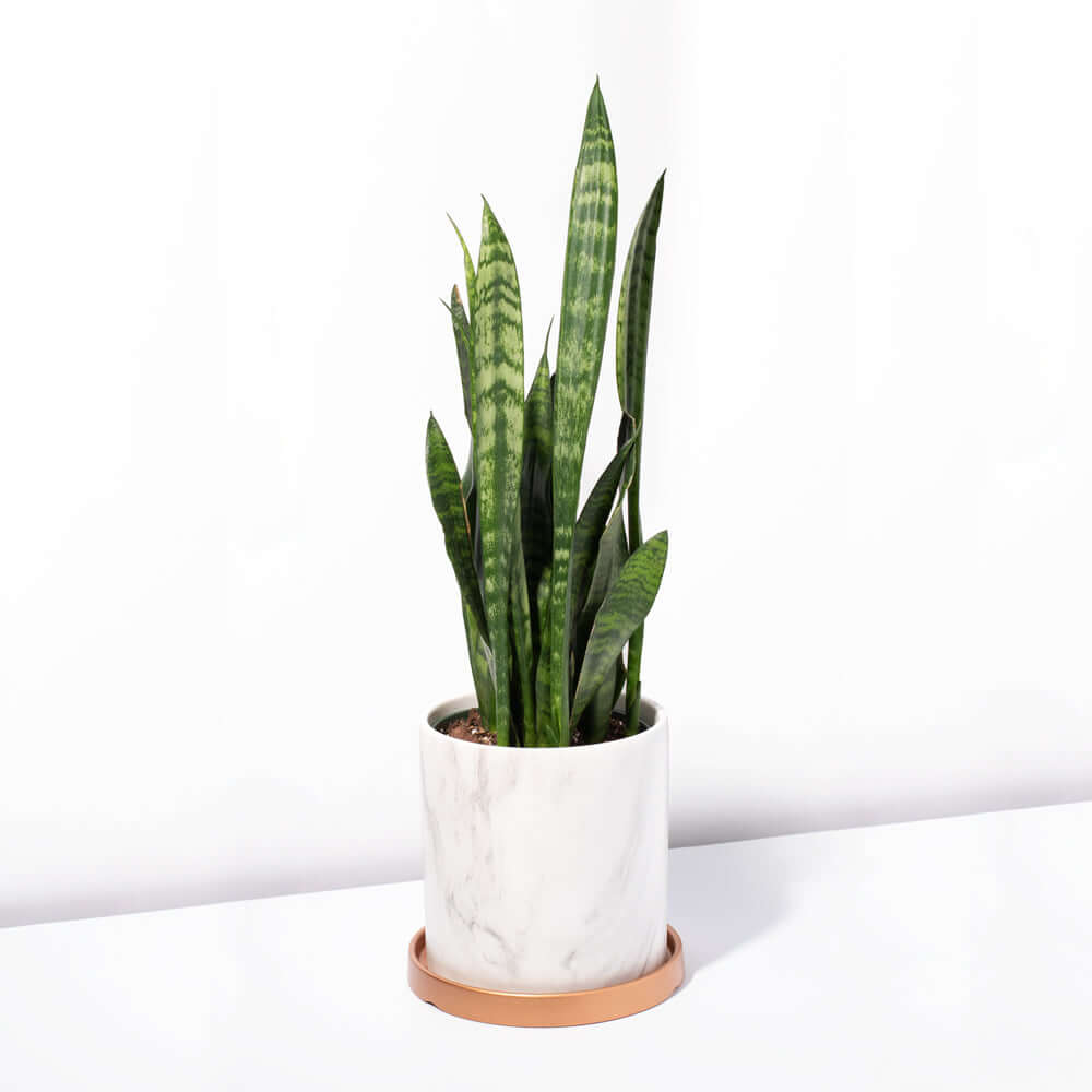 Black Coral Sansevieria Snake Plant - Cheeky Garden