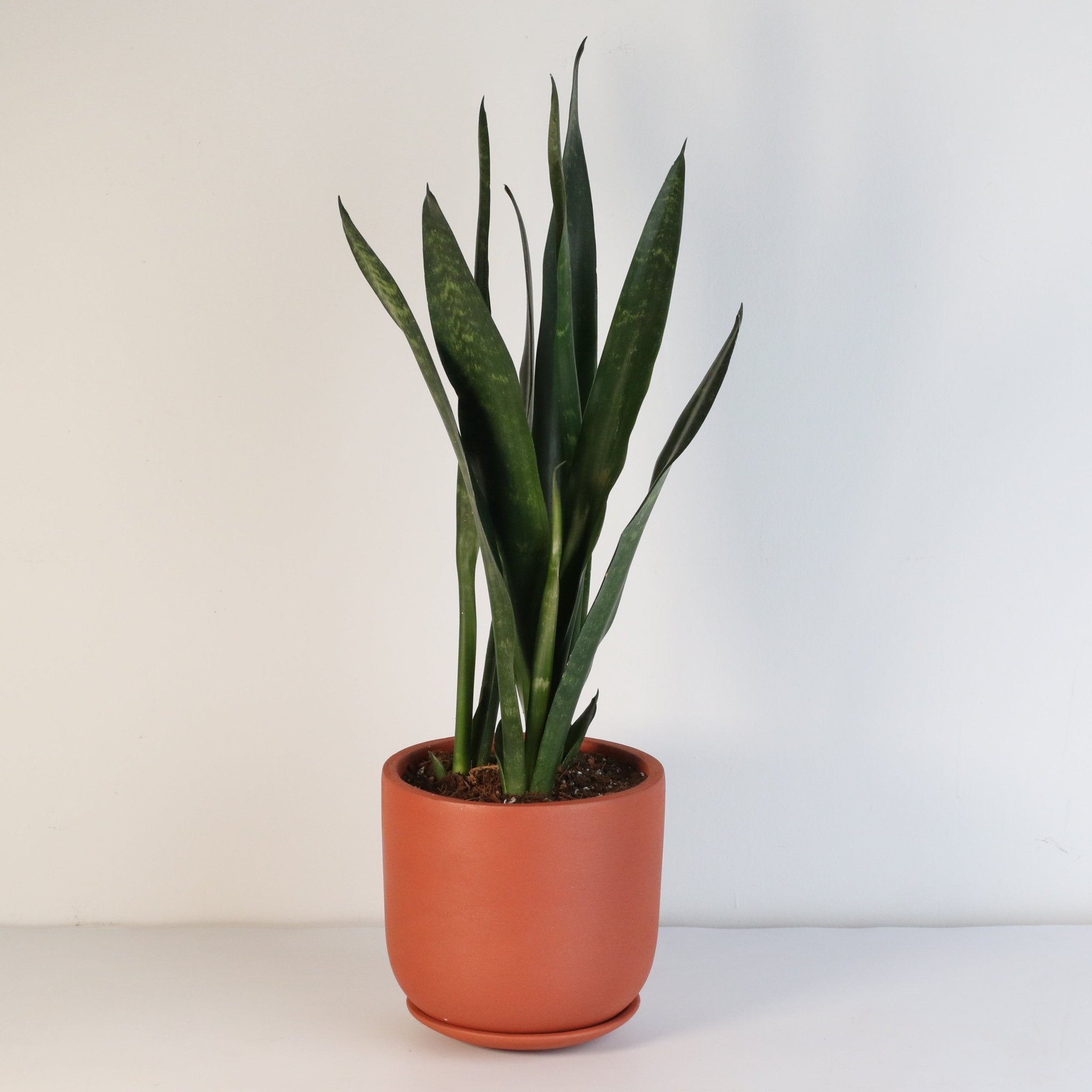 Black Coral Sansevieria Snake Plant - Cheeky Garden
