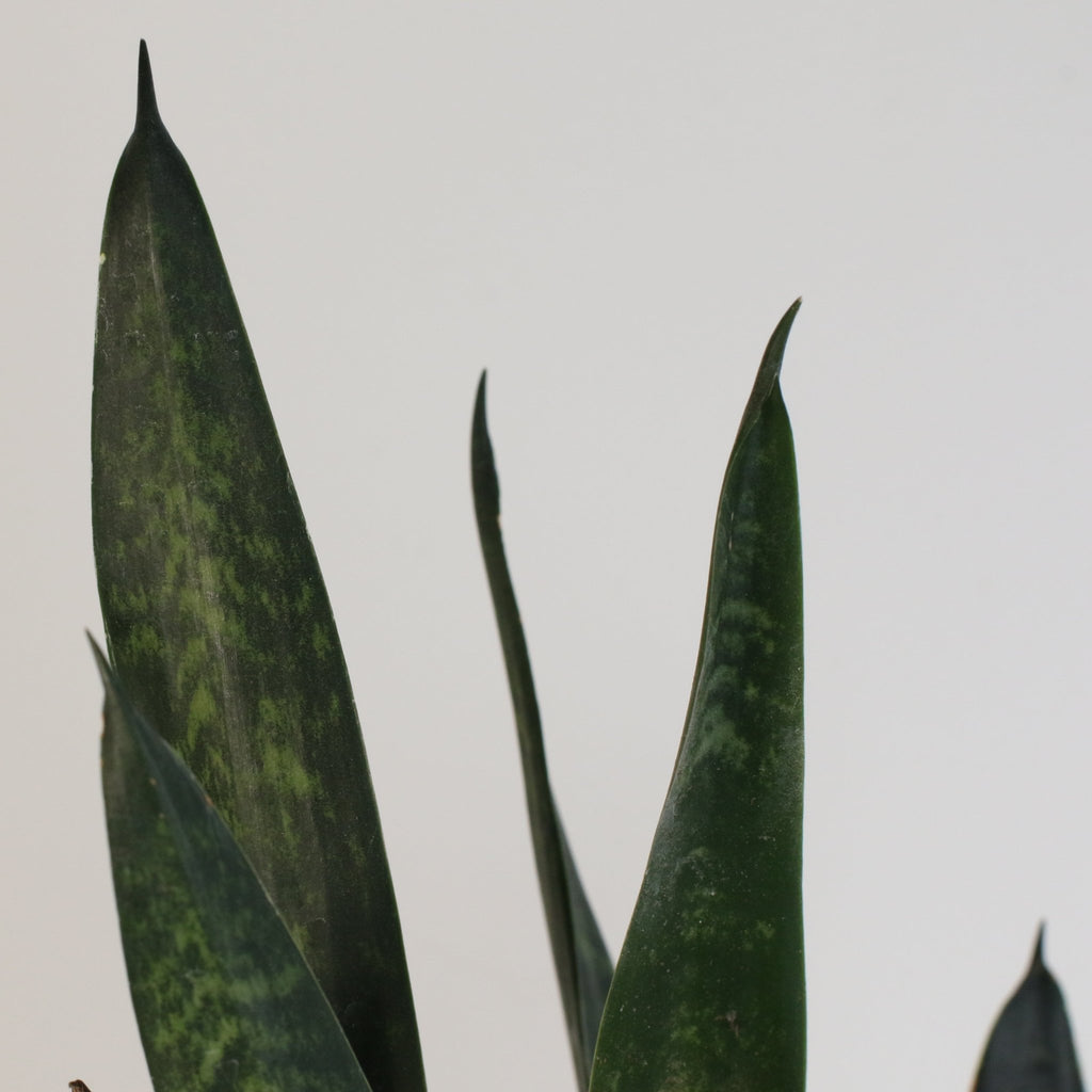 Black Coral Sansevieria Snake Plant - Cheeky Garden
