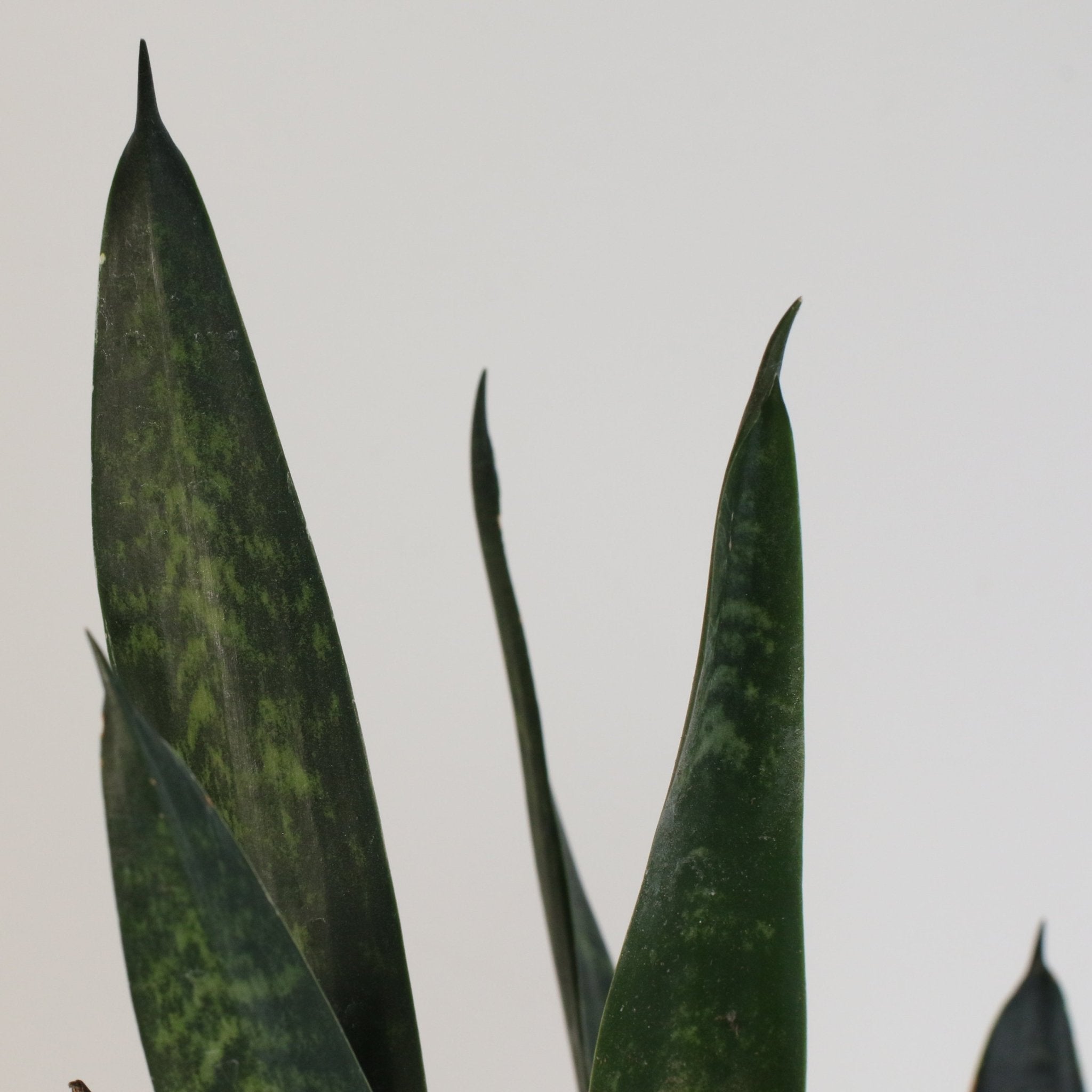 Black Coral Sansevieria Snake Plant - Cheeky Garden