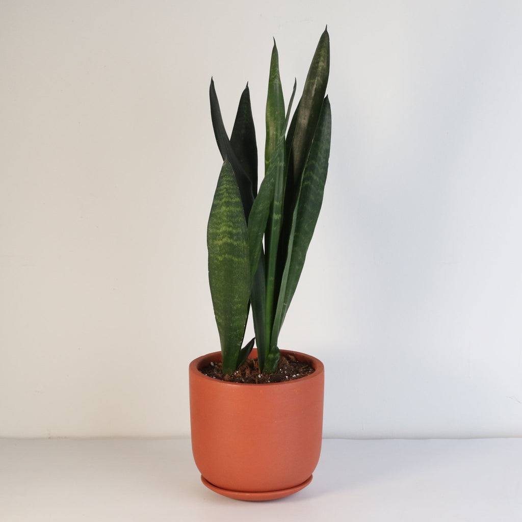 Black Coral Sansevieria Snake Plant - Cheeky Garden