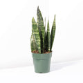 Black Coral Sansevieria Snake Plant - Cheeky Garden