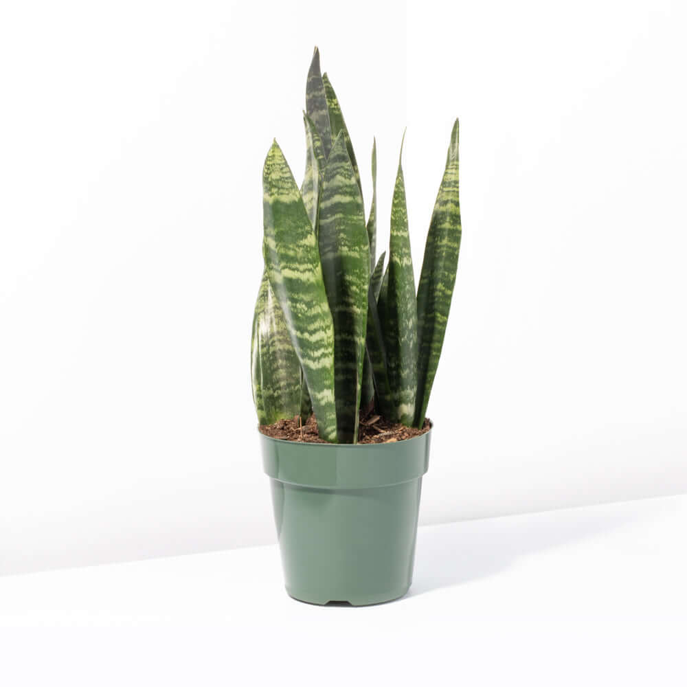 Black Coral Sansevieria Snake Plant - Cheeky Garden