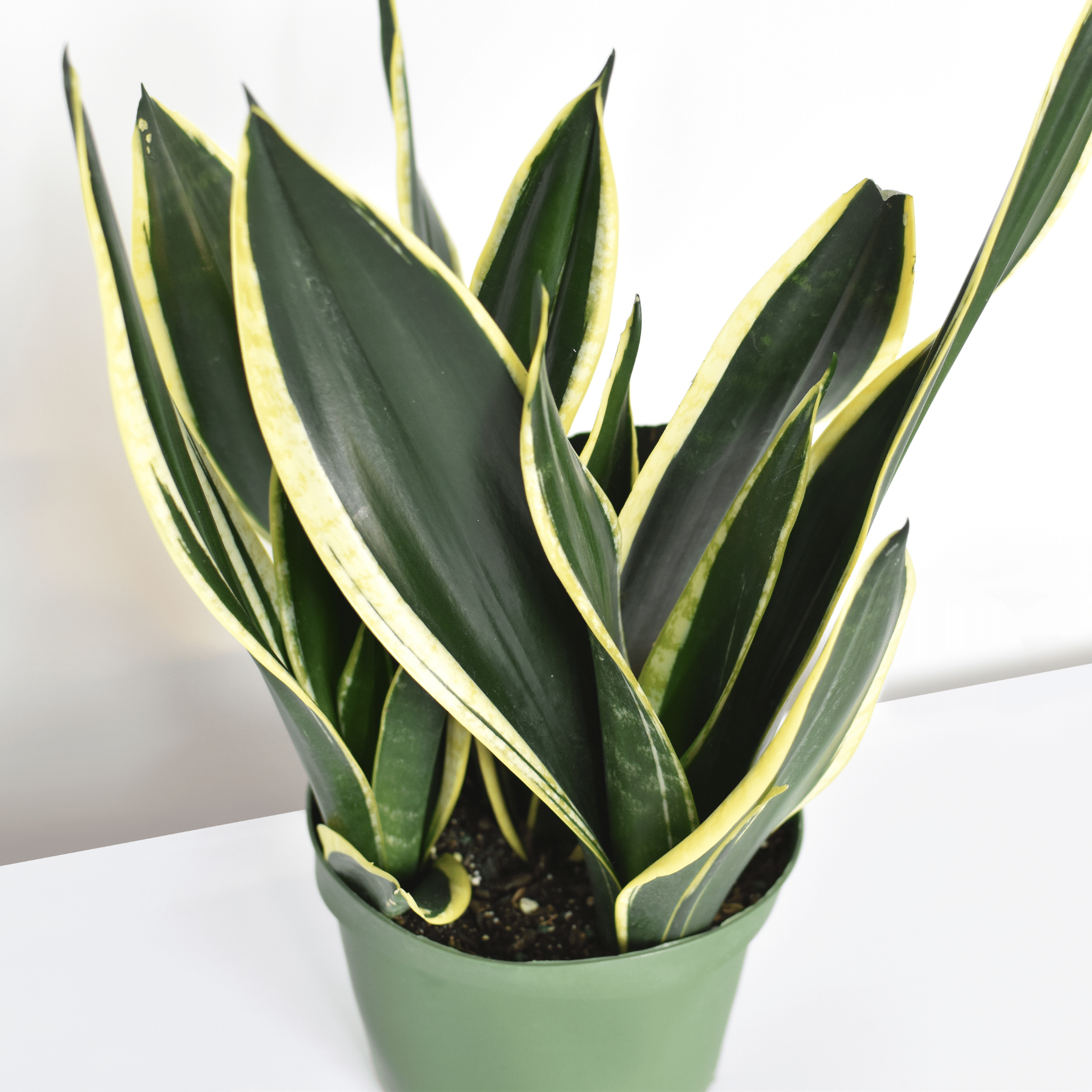 Black Gold Sansevieria Snake Plant - Cheeky Garden