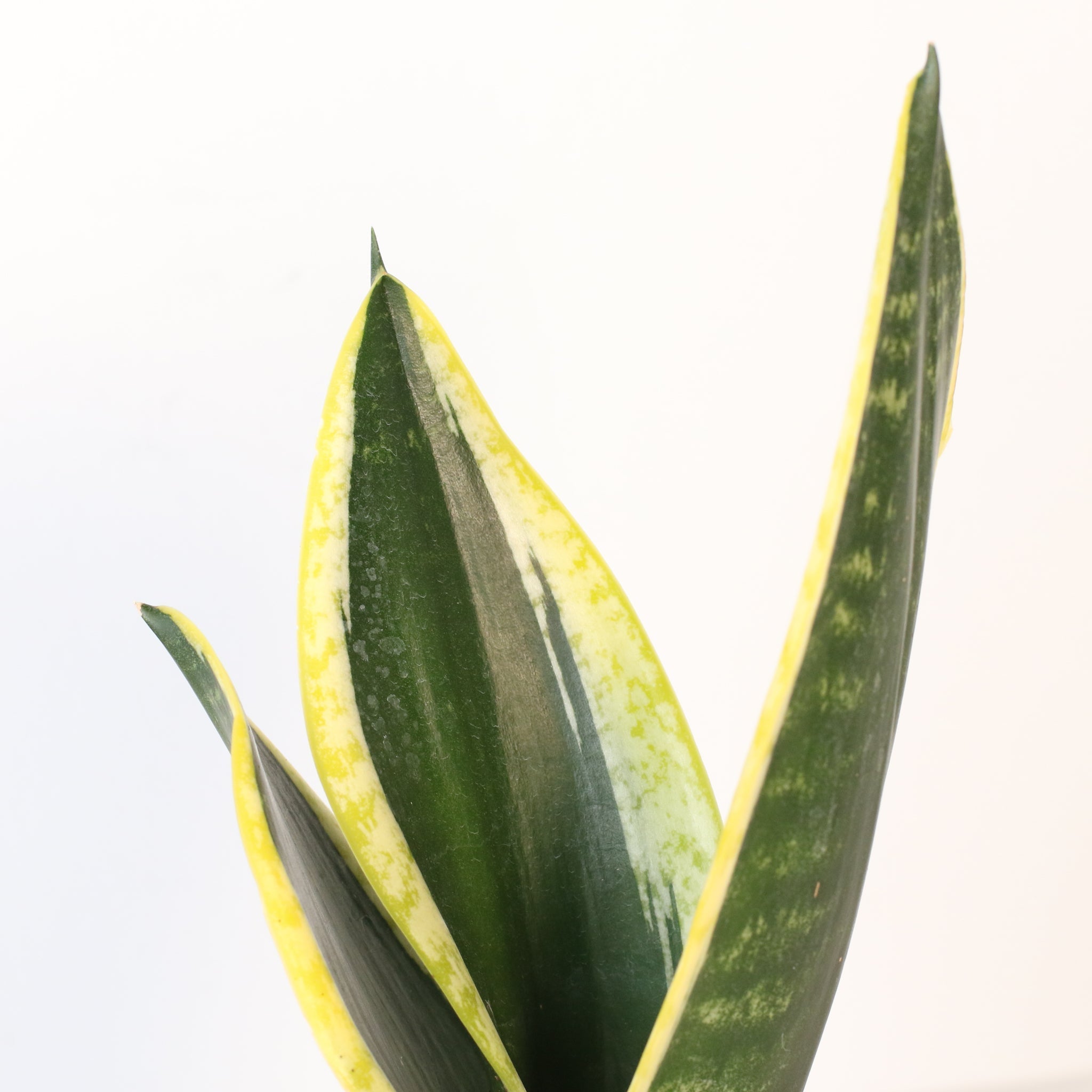 Black Gold Sansevieria Snake Plant - Cheeky Garden