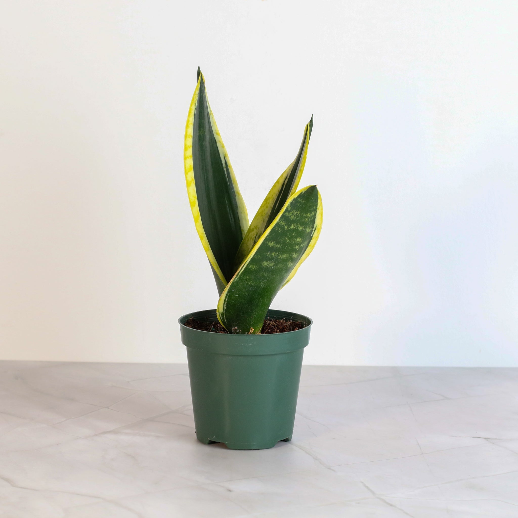 Black Gold Sansevieria Snake Plant - Cheeky Garden