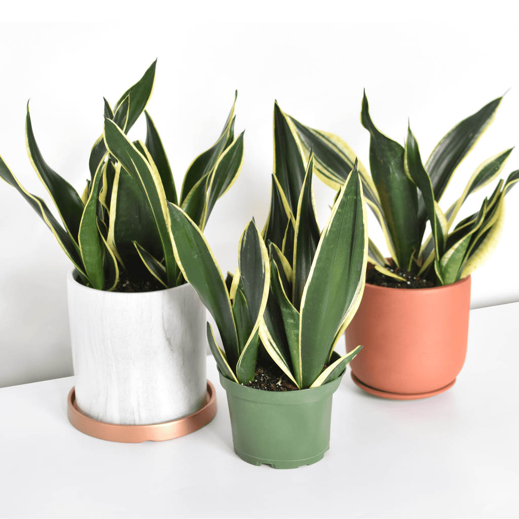 Black Gold Sansevieria Snake Plant - Cheeky Garden