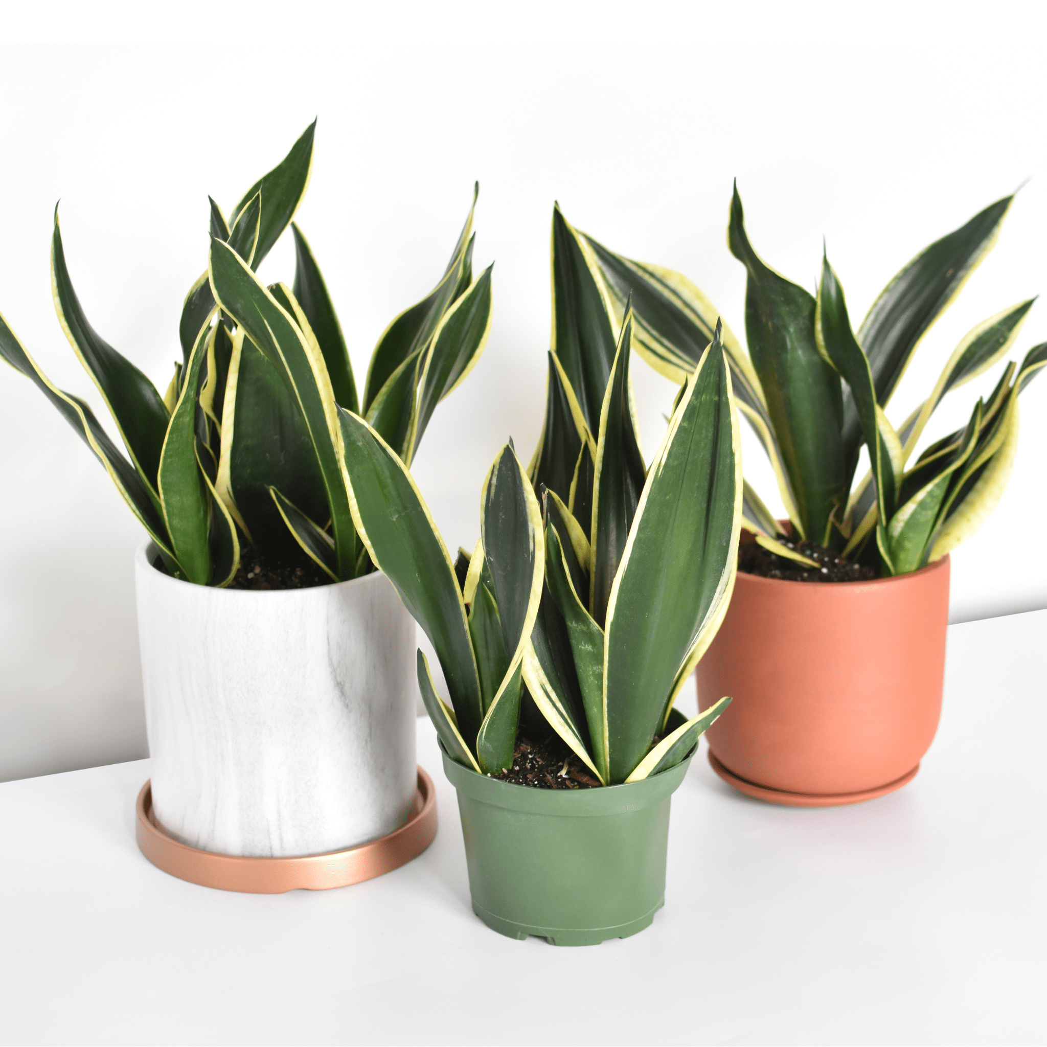 Black Gold Sansevieria Snake Plant - Cheeky Garden