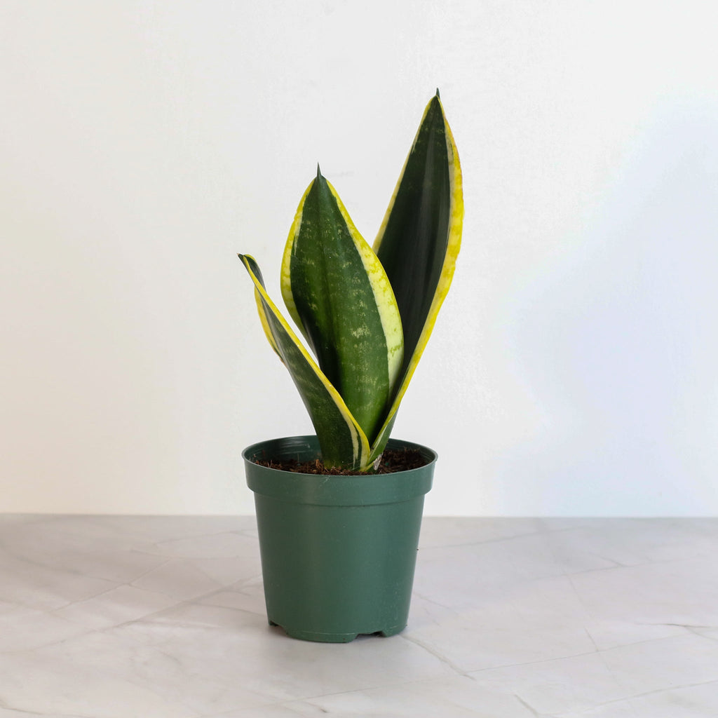 Black Gold Sansevieria Snake Plant - Cheeky Garden