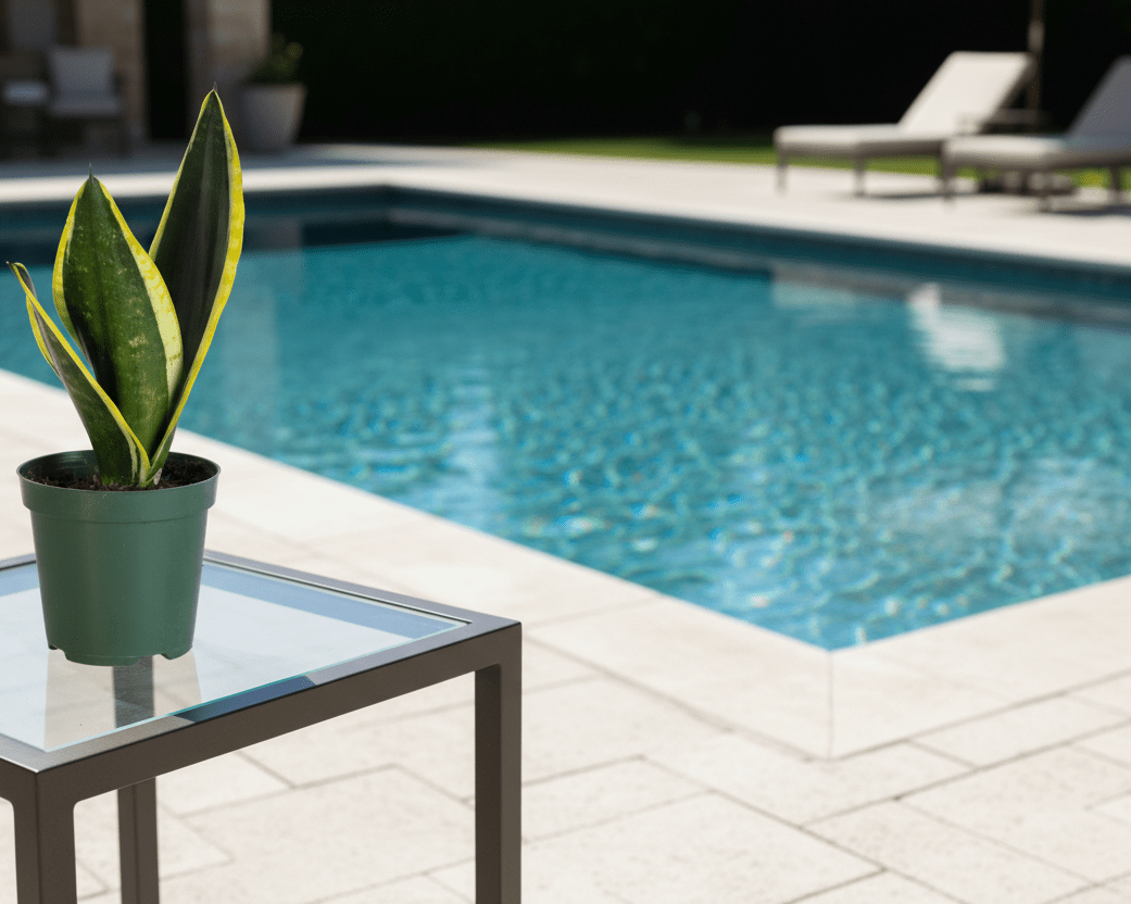 Black Gold Sansevieria Snake Plant - Cheeky Garden