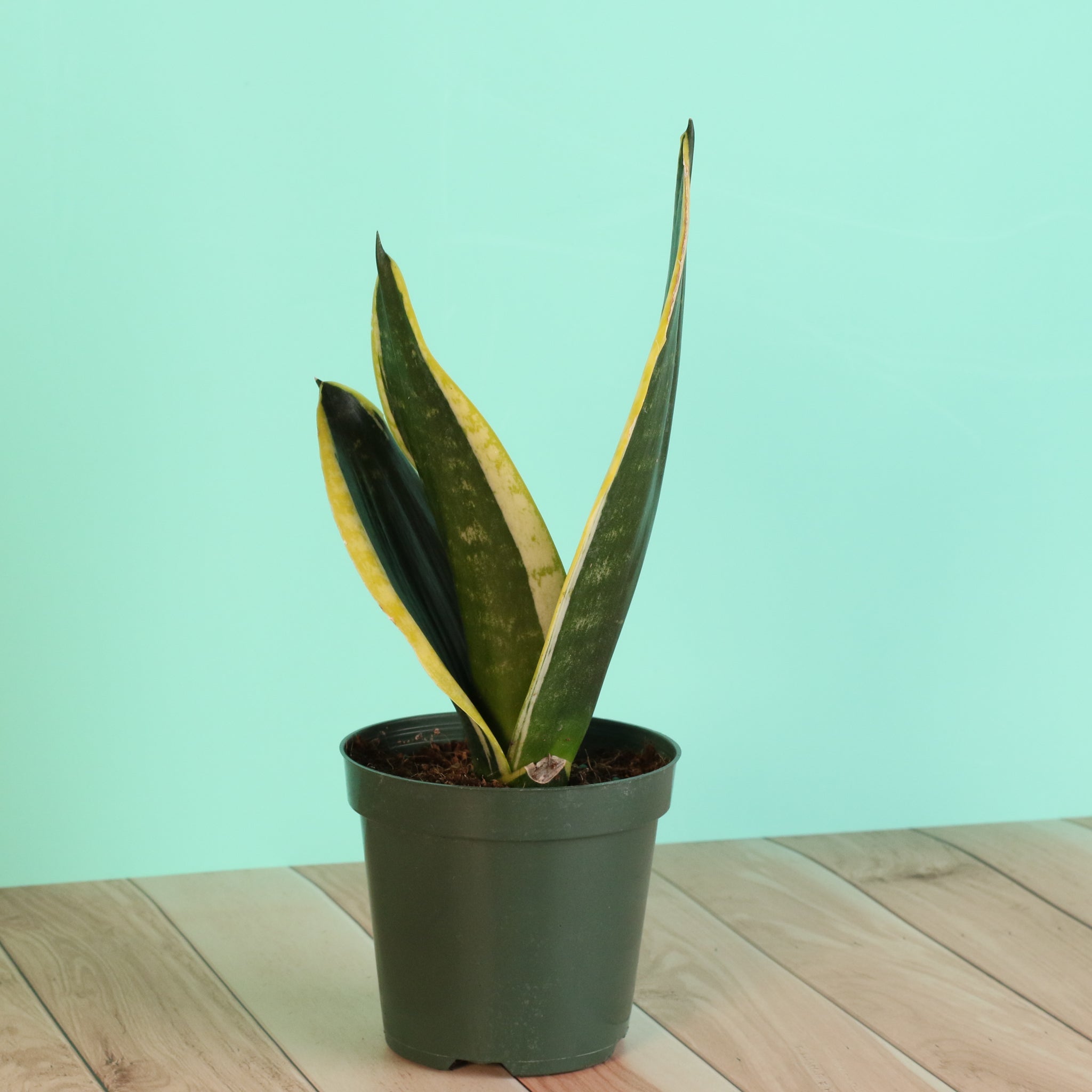Black Gold Sansevieria Snake Plant - Cheeky Garden