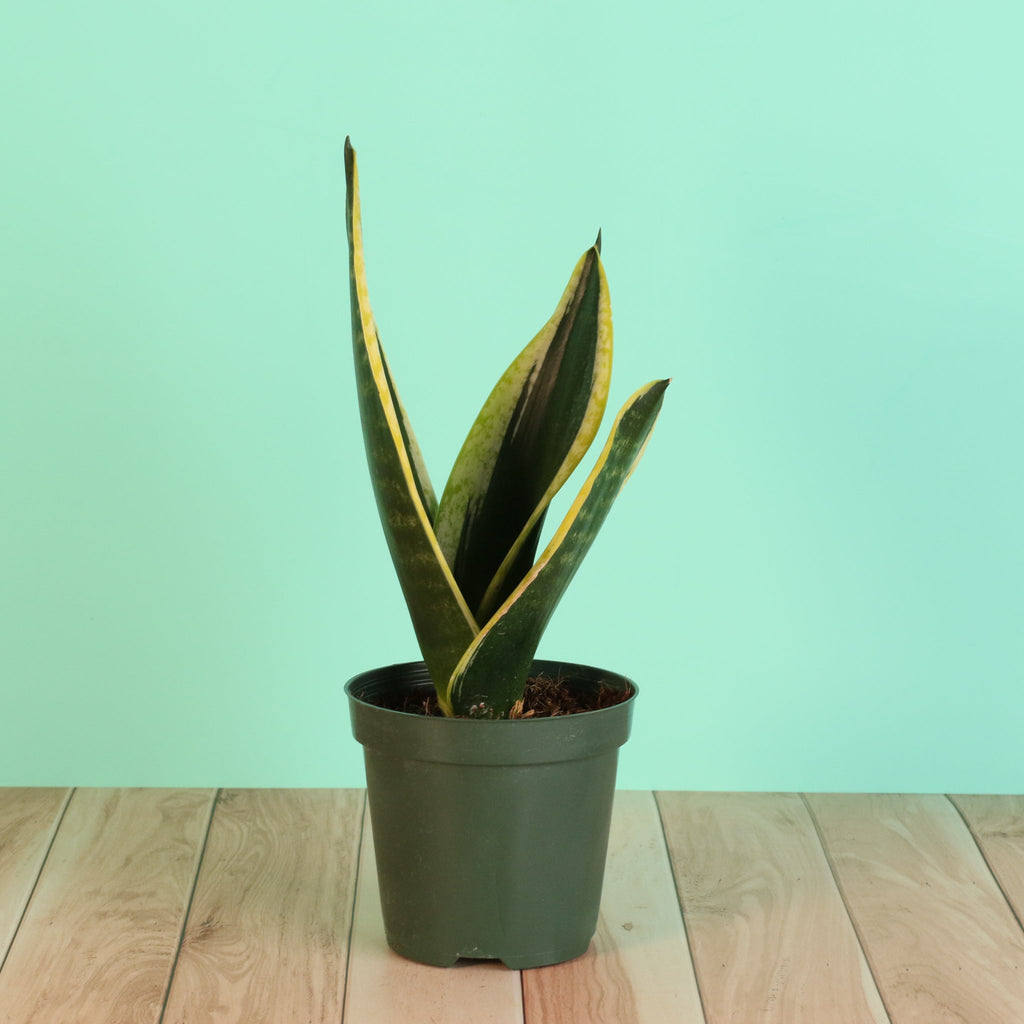 Black Gold Sansevieria Snake Plant - Cheeky Garden