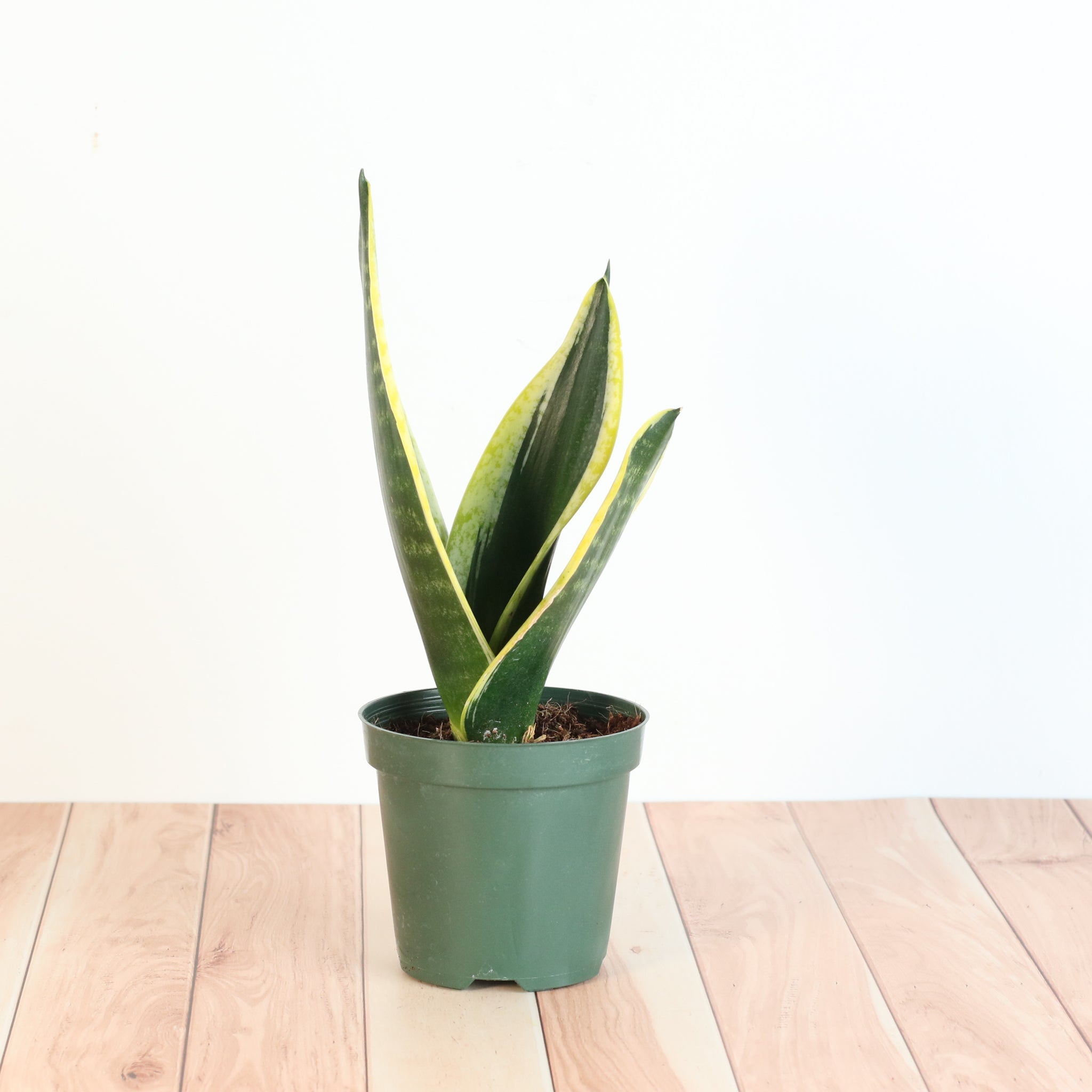 Black Gold Sansevieria Snake Plant - Cheeky Garden