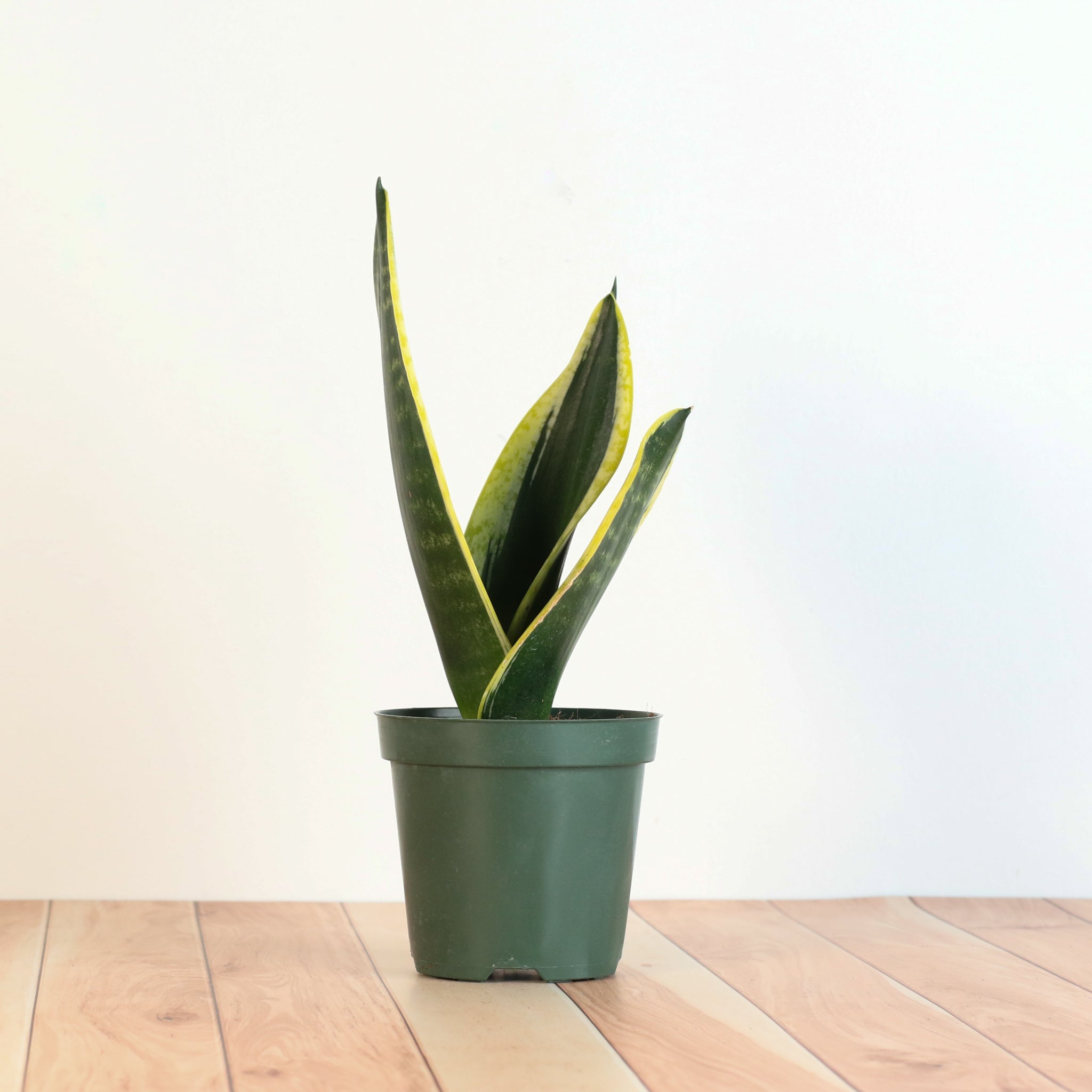 Black Gold Sansevieria Snake Plant - Cheeky Garden