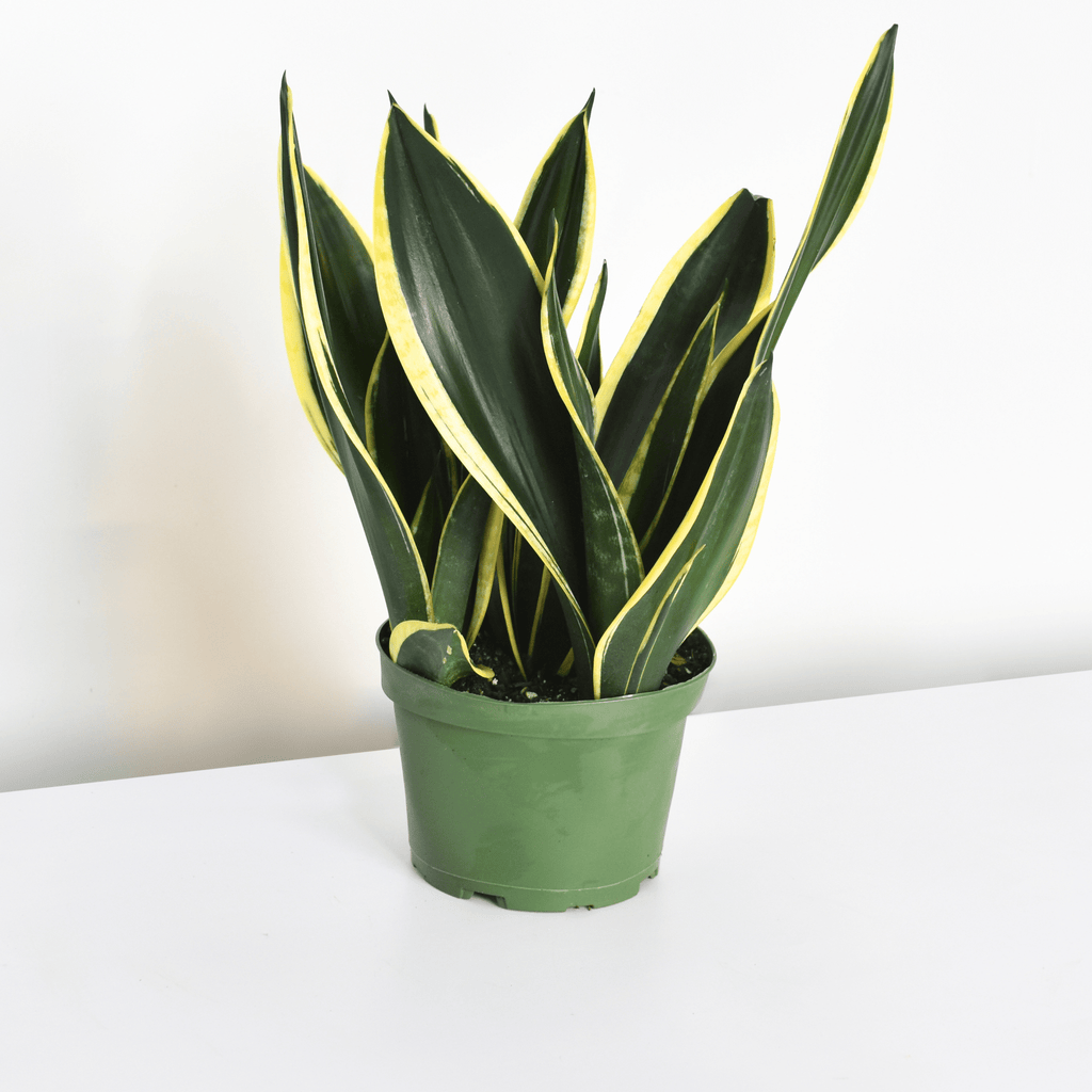 Black Gold Sansevieria Snake Plant - Cheeky Garden