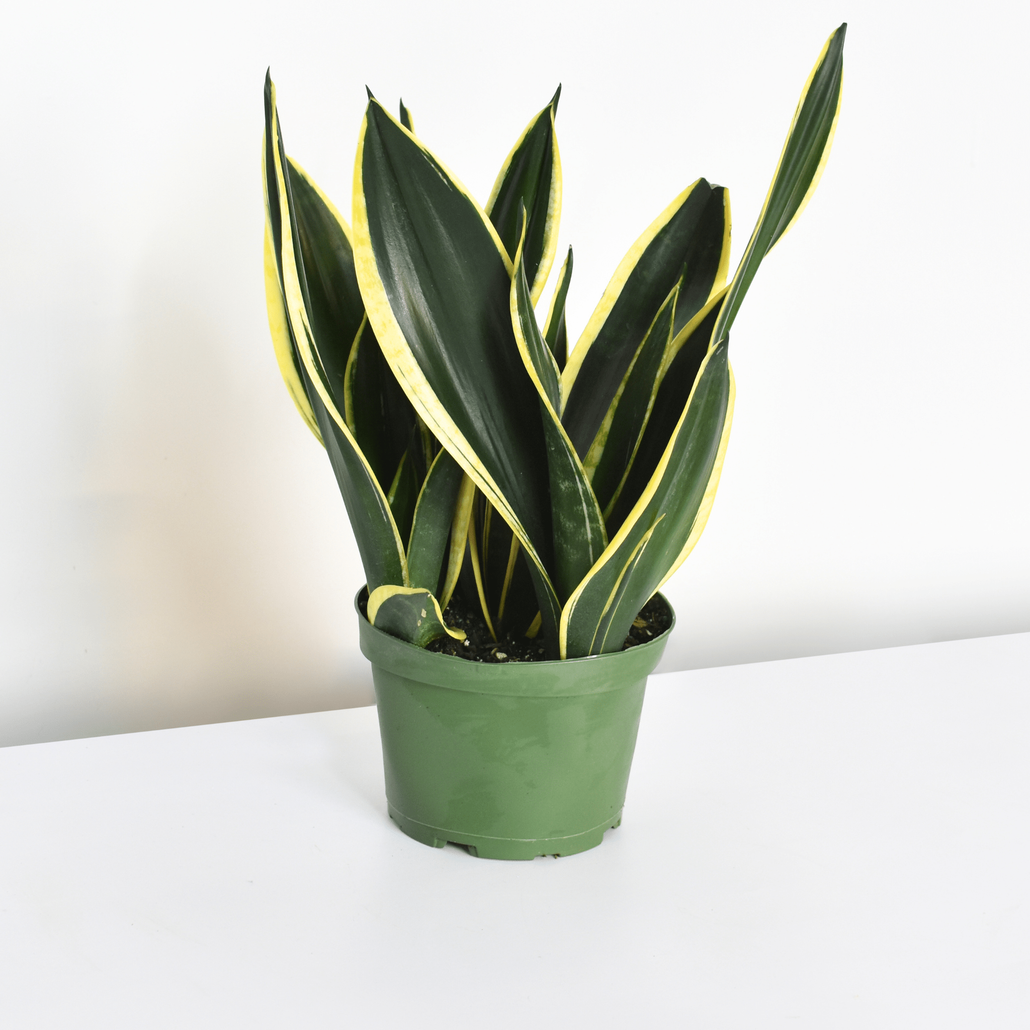Black Gold Sansevieria Snake Plant - Cheeky Garden