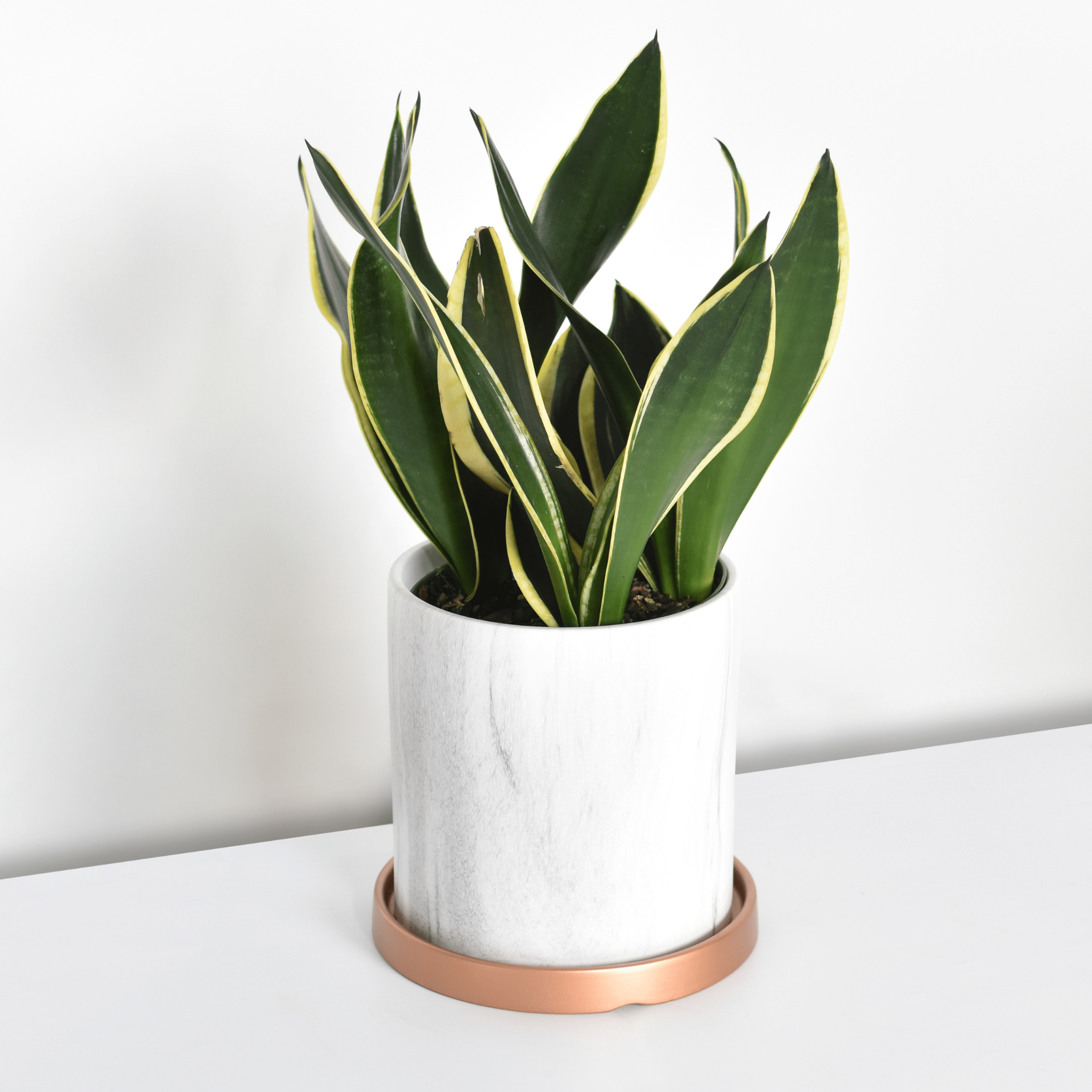 Black Gold Sansevieria Snake Plant - Cheeky Garden