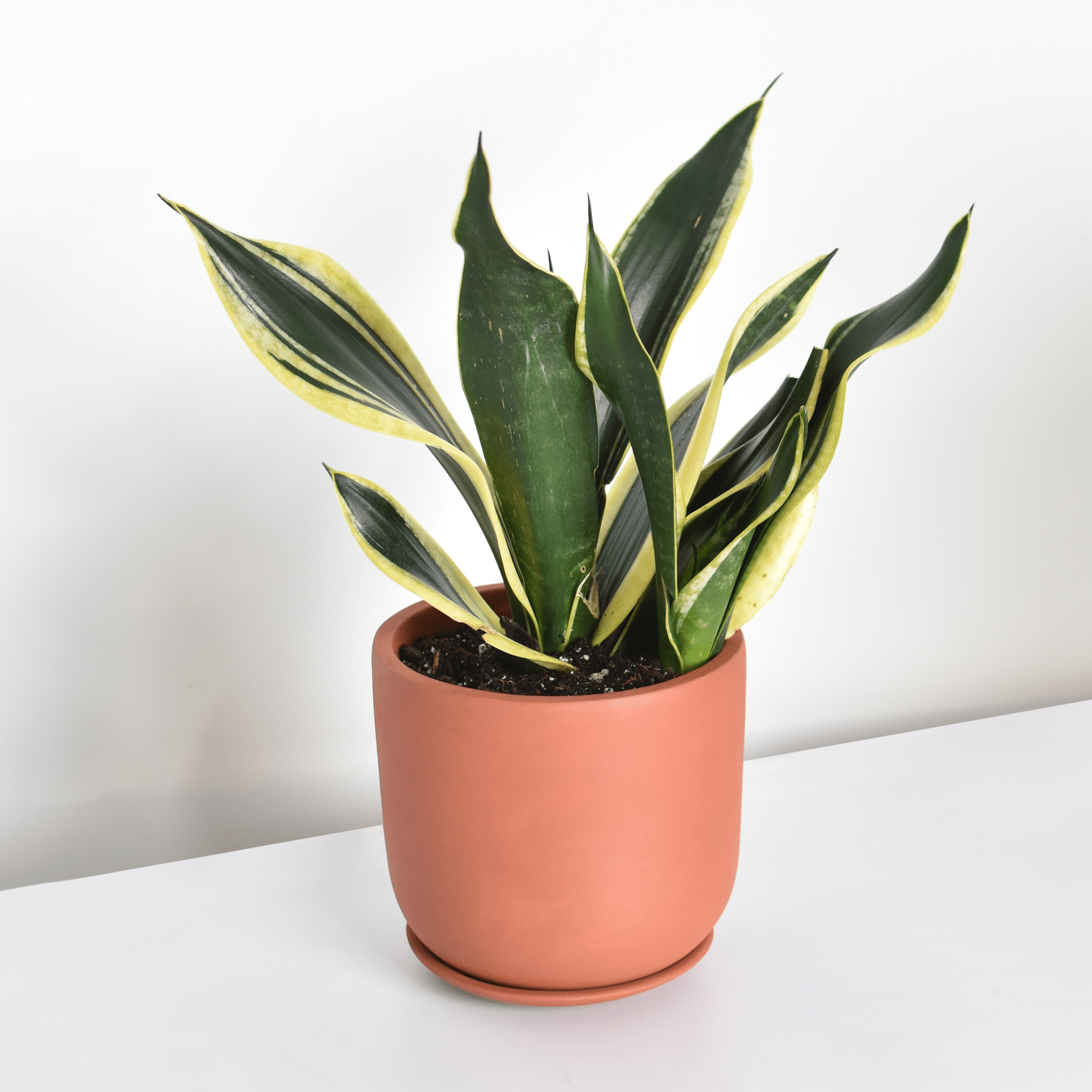 Black Gold Sansevieria Snake Plant - Cheeky Garden