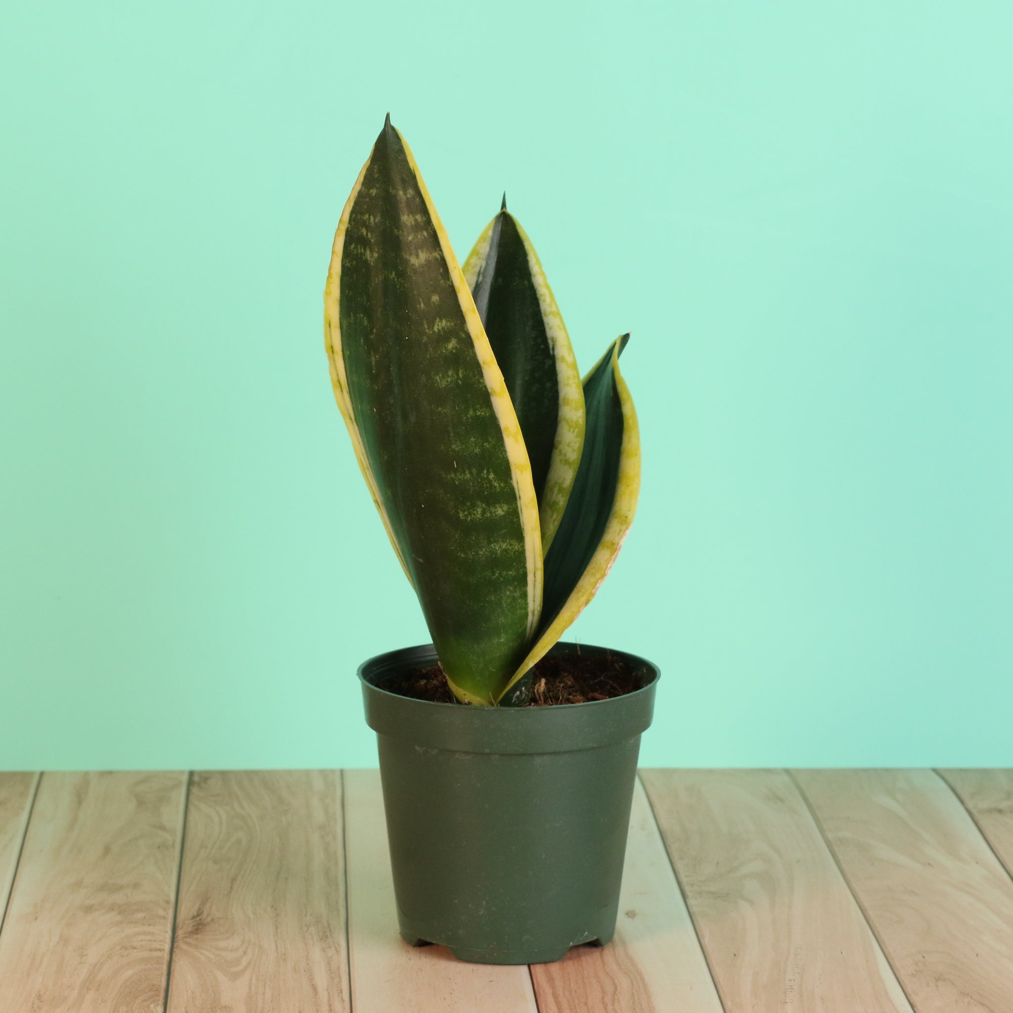 Black Gold Sansevieria Snake Plant - Cheeky Garden