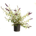 Black Knight Butterfly Bush - Cheeky Garden
