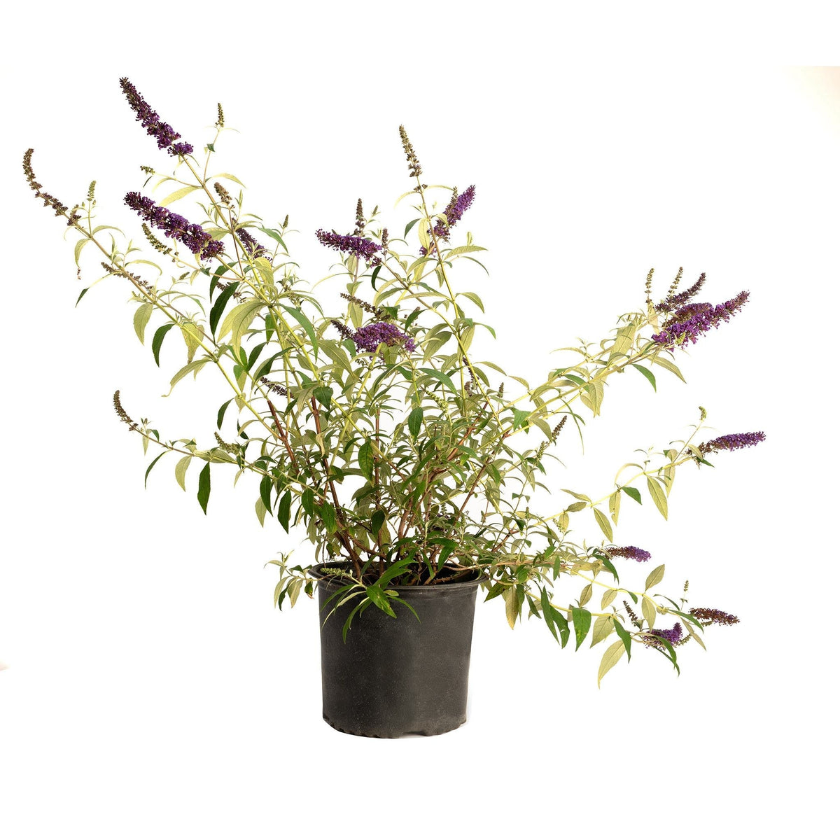 Black Knight Butterfly Bush - Cheeky Garden