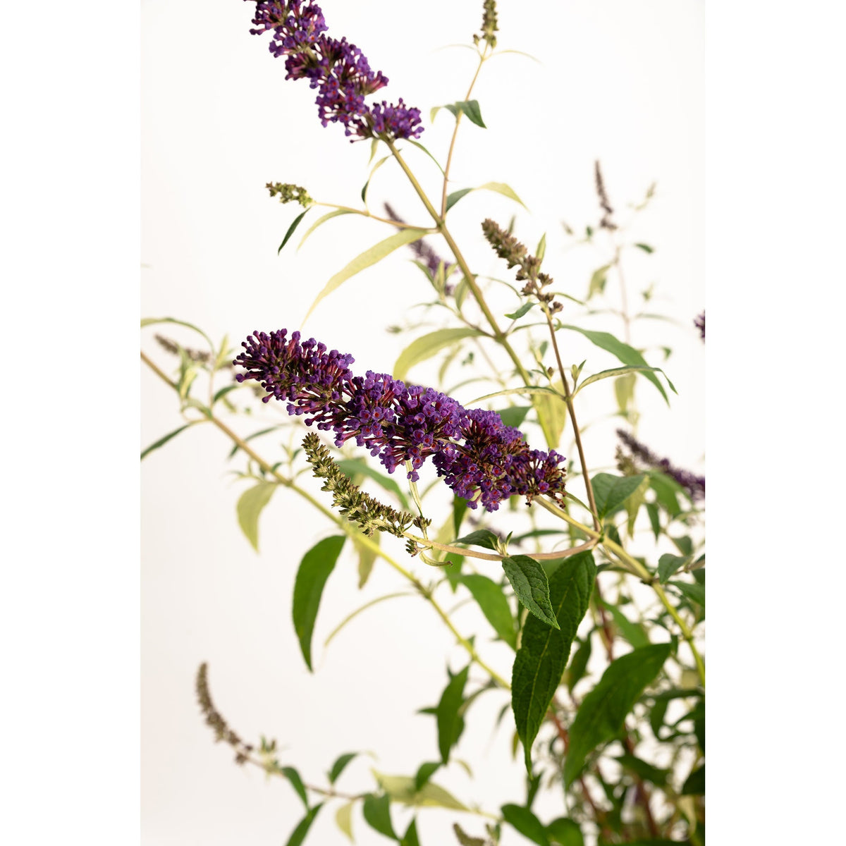 Black Knight Butterfly Bush - Cheeky Garden