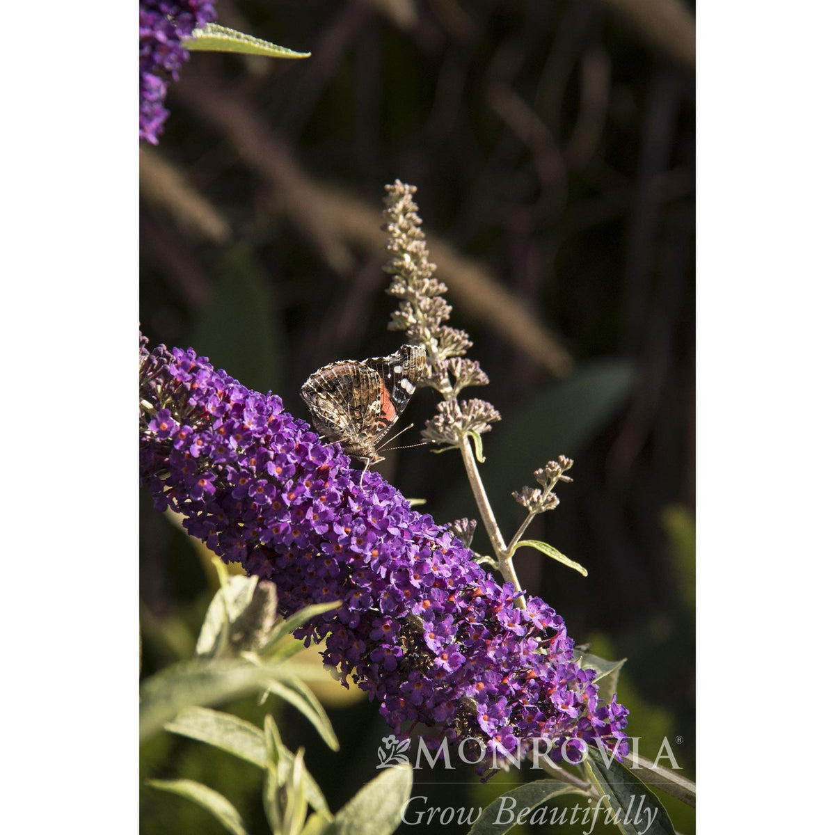 Black Knight Butterfly Bush - Cheeky Garden