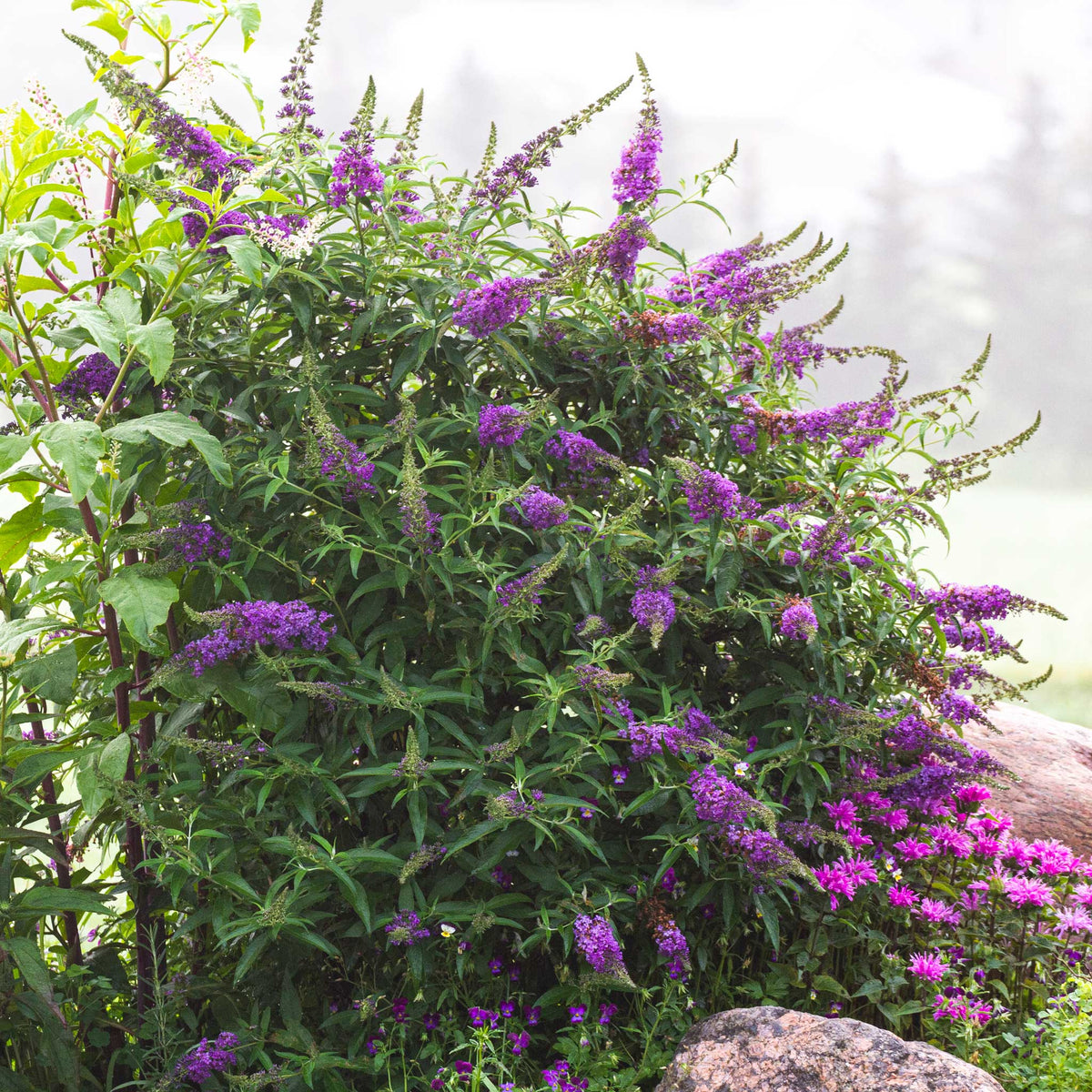 Black Knight Butterfly Bush - Cheeky Garden