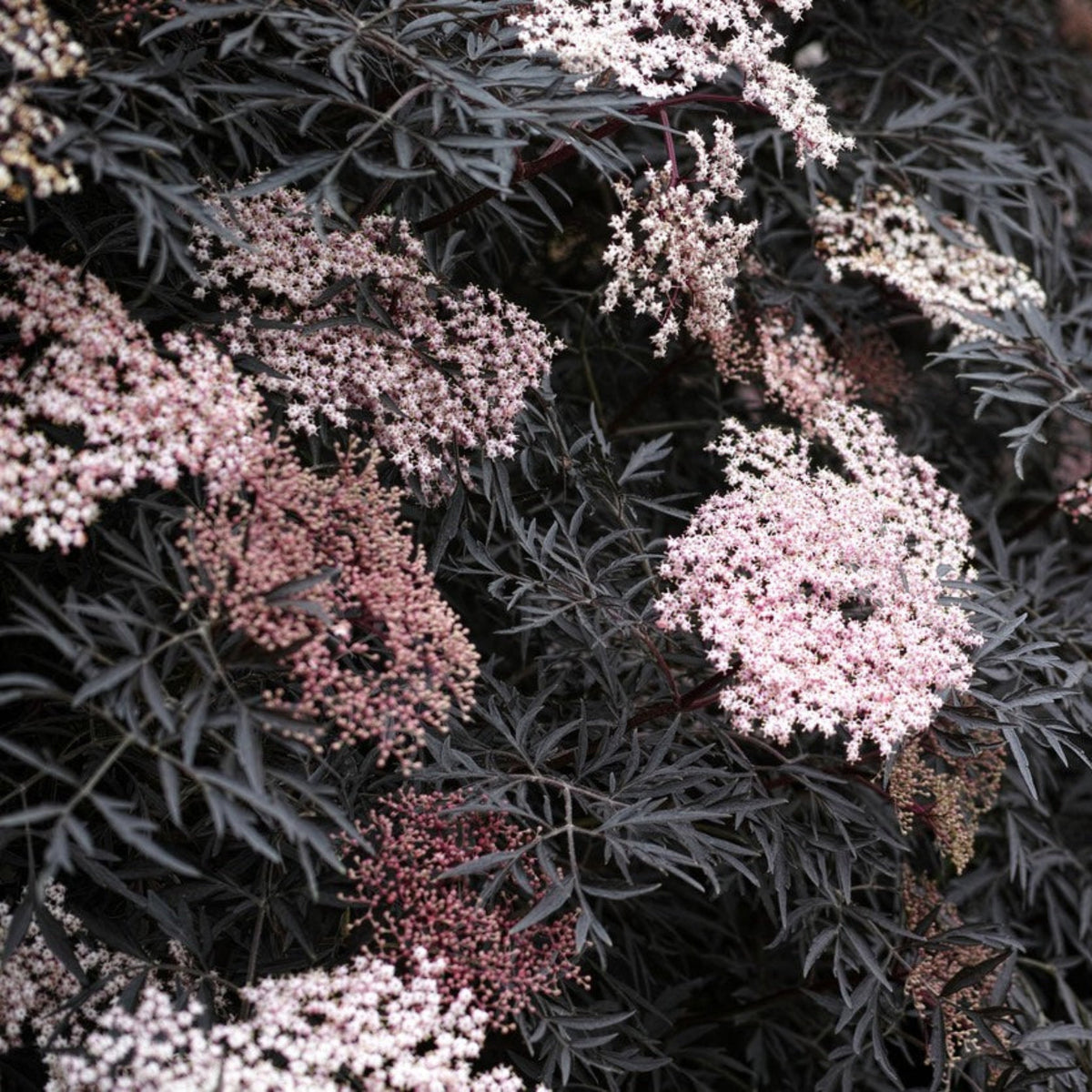 Black Lace® Elderberry - Cheeky Garden