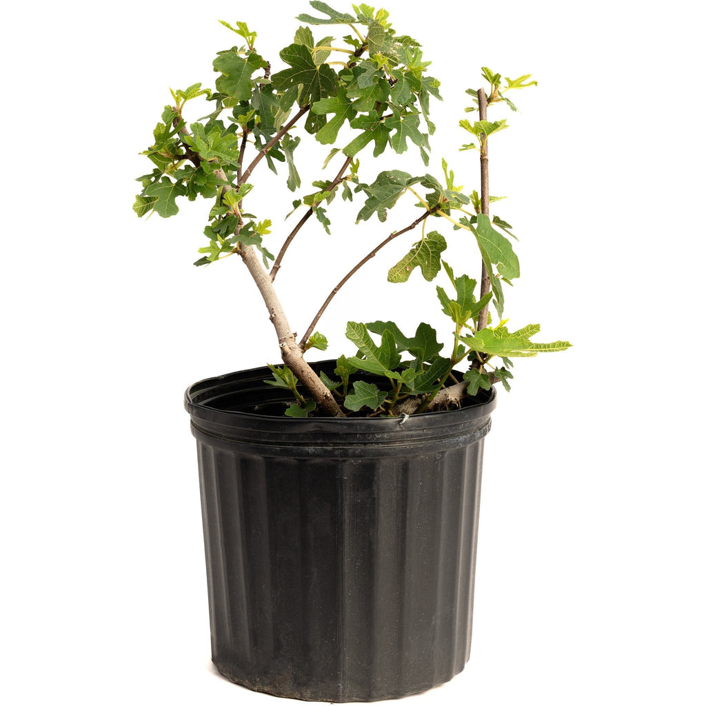 Black Mission Fig Tree - Cheeky Garden