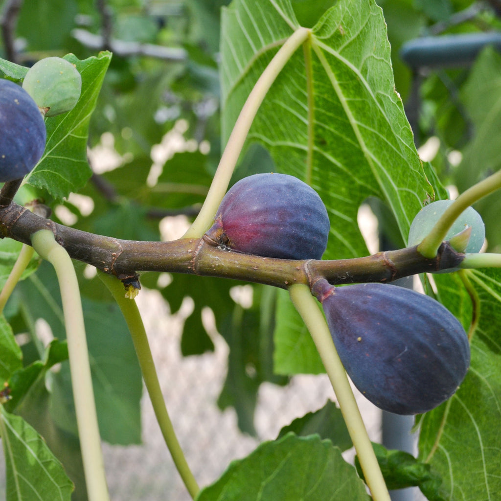 Black Mission Fig Tree - Cheeky Garden