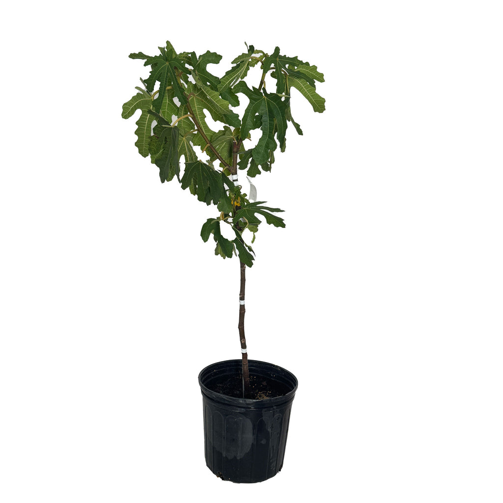 Black Mission Fig Tree - Cheeky Garden