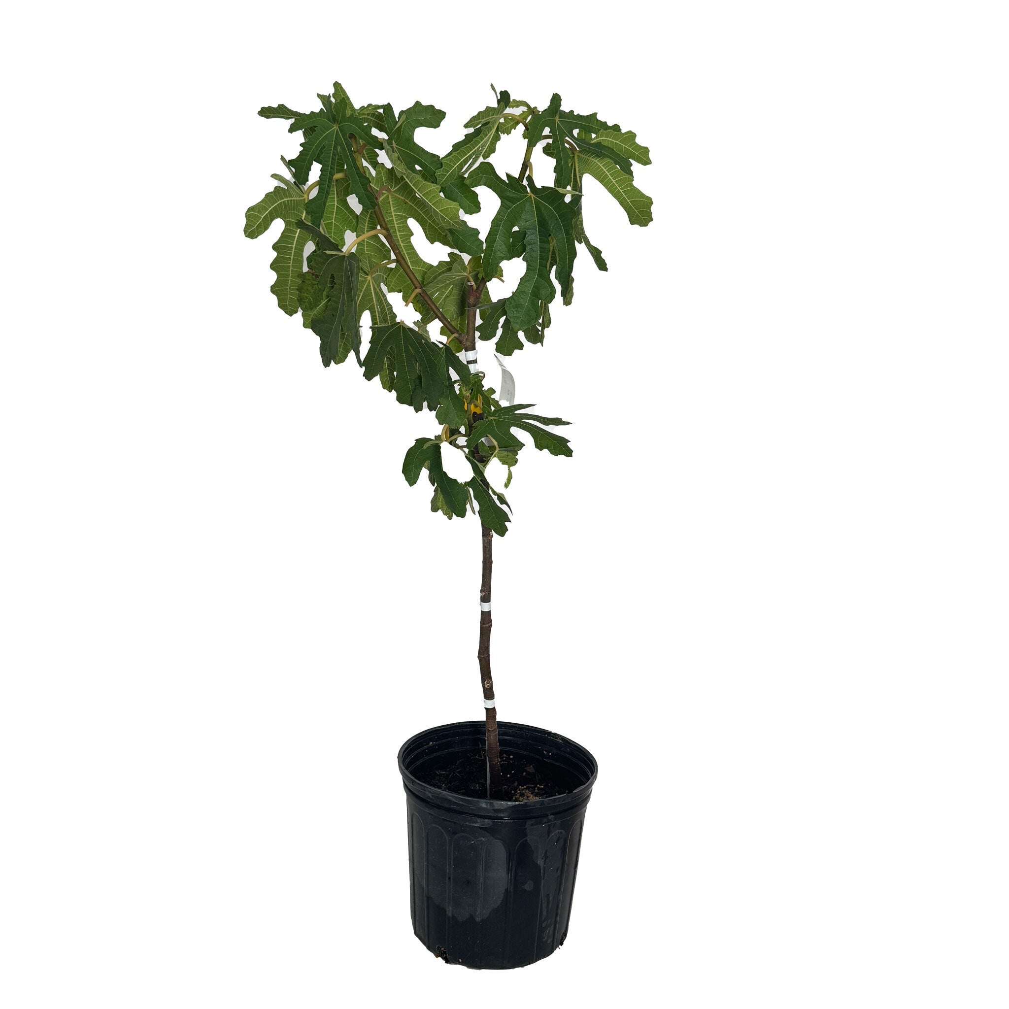 Black Mission Fig Tree - Cheeky Garden