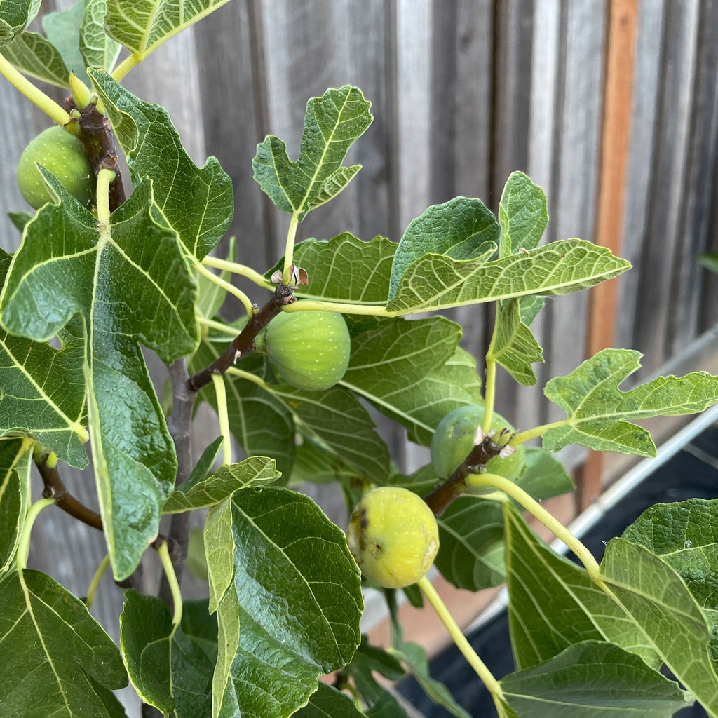 Black Mission Fig Tree - Cheeky Garden