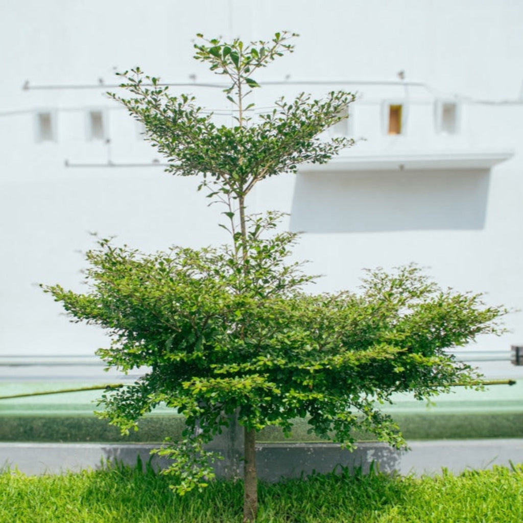 Black Olive Tree - Cheeky Garden