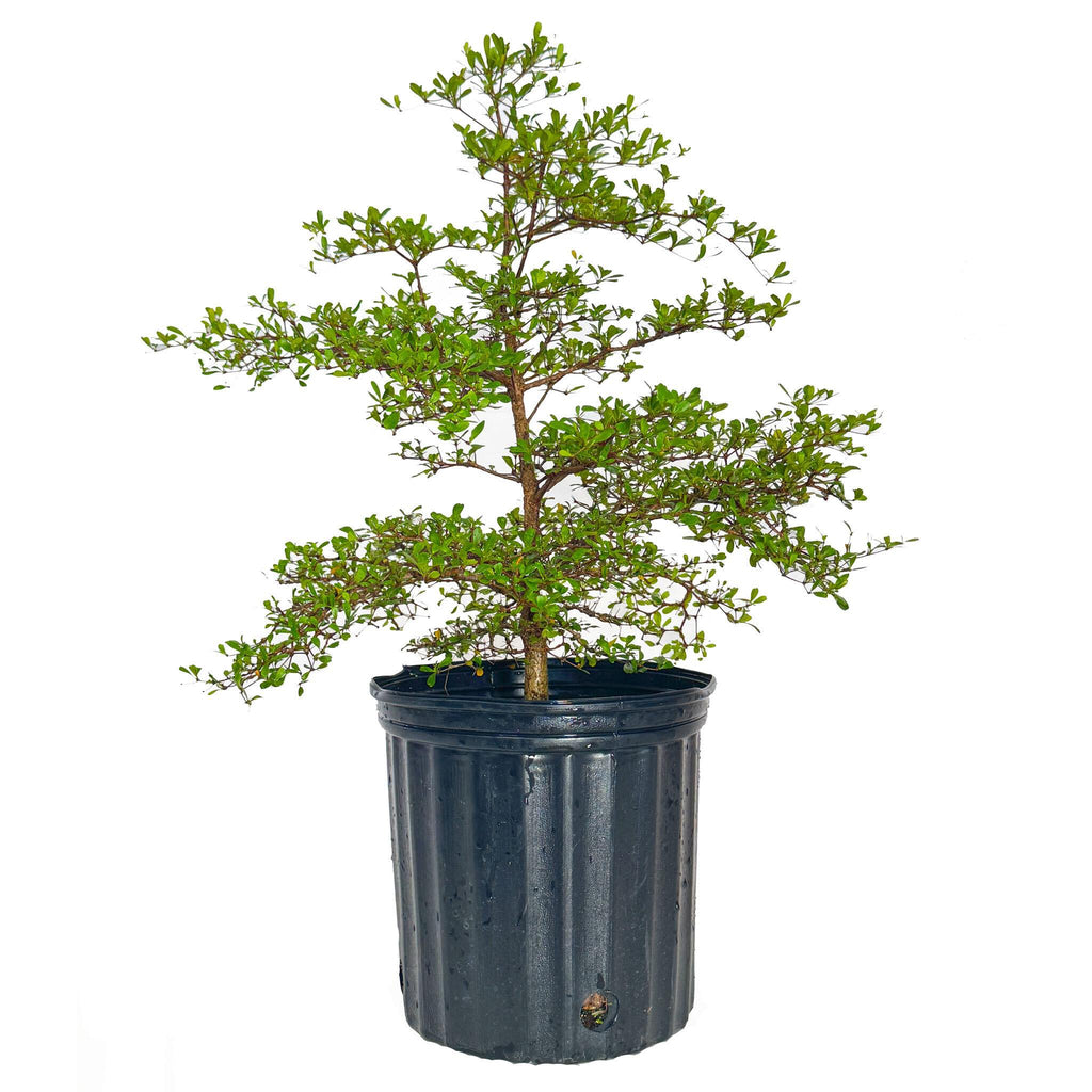 Black Olive Tree - Cheeky Garden