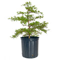 Black Olive Tree - Cheeky Garden