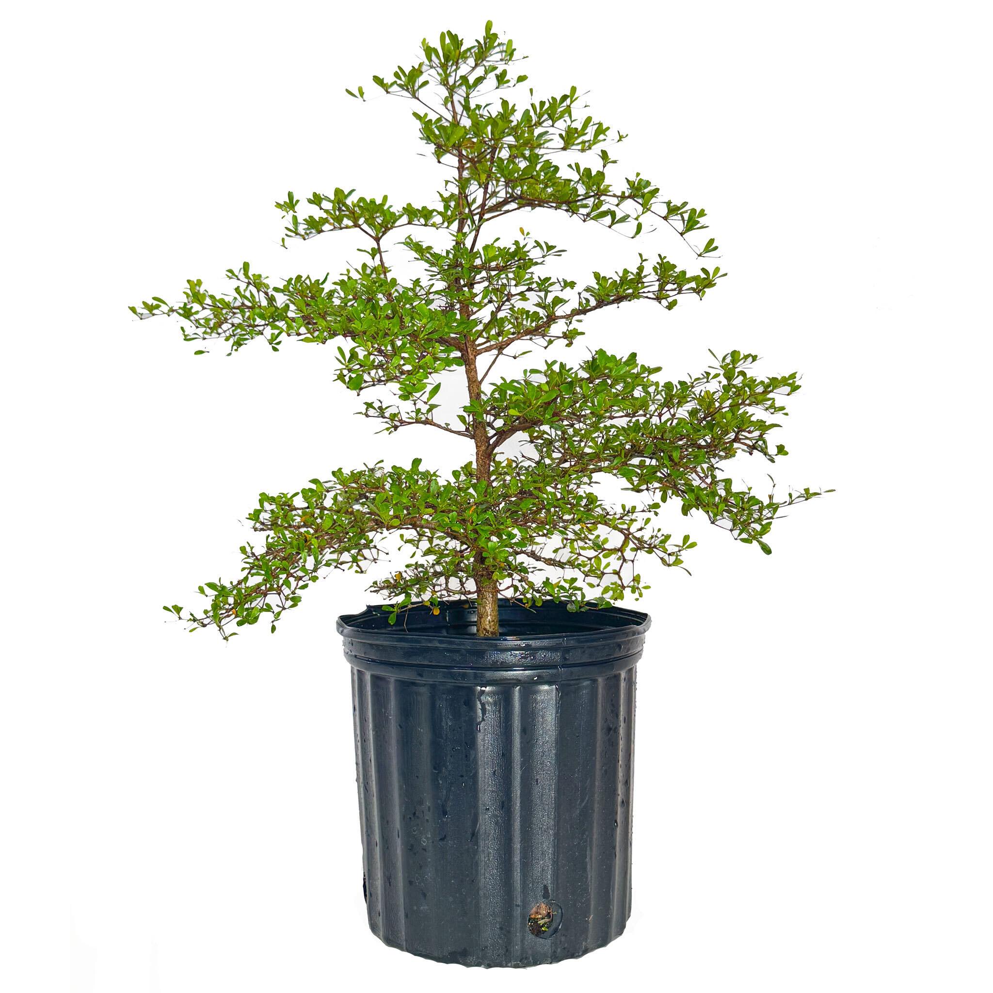 Black Olive Tree - Cheeky Garden