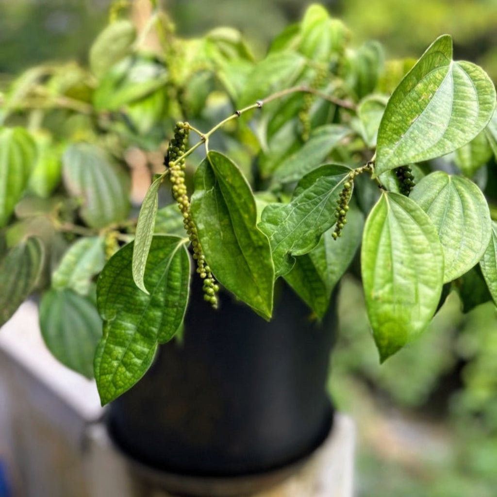 Black Pepper Plant - Cheeky Garden
