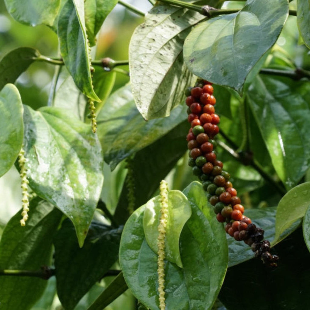 Black Pepper Plant - Cheeky Garden