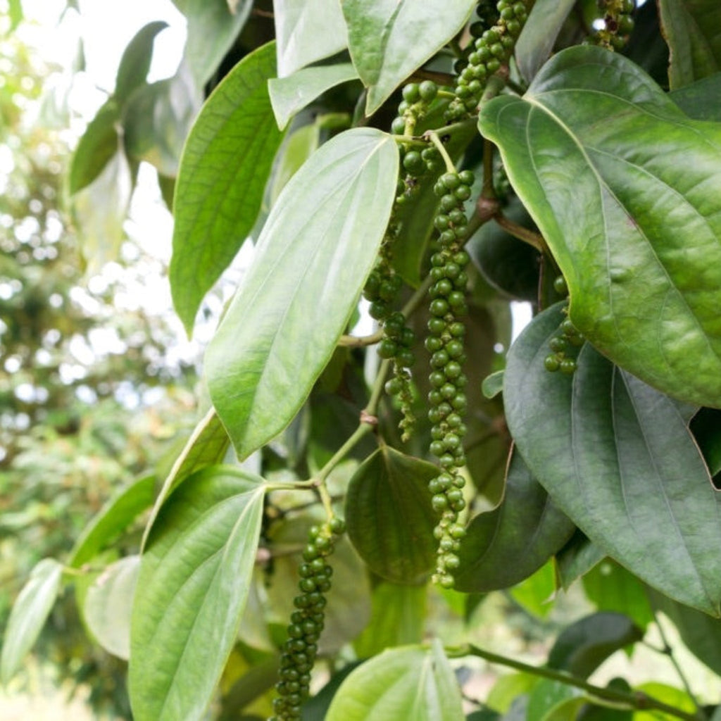 Black Pepper Plant - Cheeky Garden