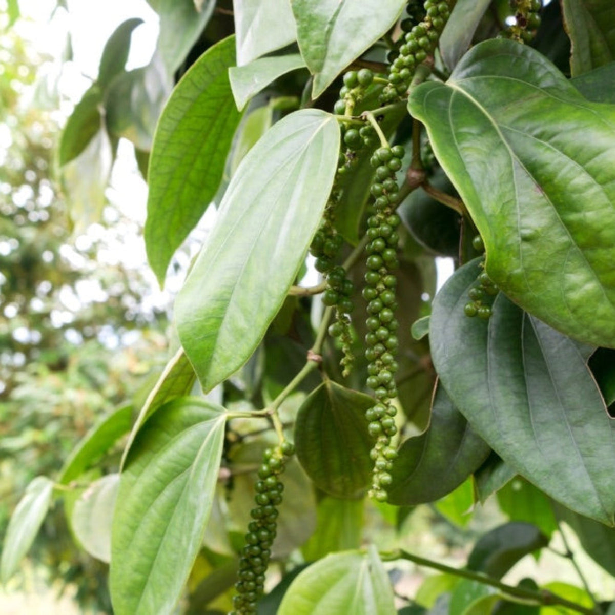 Black Pepper Plant - Cheeky Garden